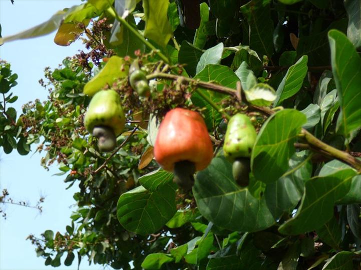 Image de Agriculture. Le secteur de l'anacarde en Côte d'Ivoire, pilier de l'économie agricole, est en pleine transformation. Le jeudi 22 août 2024, une mission conduite par Koulibaly Tindja, chef du service commercialisation extérieure du Conseil du coton et de l'anacarde, a formé les producteurs à Mankono, dans la région de Béré, sur les meilleures pratiques pour améliorer la qualité des noix de cajou. Cette formation, organisée dans un champ-école à Dianra, marque un tournant décisif pour les agriculteurs, qui aspirent à renforcer leur compétitivité sur le marché mondial grâce à des méthodes agricoles optimisées et durables. Des Pratiques Agronomiques Modernes pour Améliorer la Qualité des Noix de Cajou Lors de cette formation, les producteurs d'anacarde ont été initiés à plusieurs techniques essentielles pour améliorer la qualité de leurs produits. Parmi celles-ci, le séchage systématique des noix de cajou a été largement abordé. Cette méthode permet d'éviter les moisissures et de maintenir la qualité des noix, garantissant ainsi une meilleure densité et un produit plus uniforme. Les agriculteurs ont également appris l’importance de ramasser les noix de cajou tous les deux jours pour éviter qu’elles ne se détériorent au sol. La séparation soigneuse des noix de la pomme, leur mise en sac de jute, et le stockage dans des entrepôts bien ventilés sont autant de pratiques qui ont été enseignées pour préserver la qualité du produit jusqu'à la vente. « Chaque étape de la récolte et du stockage est cruciale pour maintenir la qualité des noix de cajou et obtenir un meilleur prix sur le marché international », a souligné Koulibaly Tindja lors de son intervention. La formation des producteurs par le biais des champs-écoles paysans, une initiative mise en avant par le Conseil du coton et de l’anacarde, a montré des résultats prometteurs en termes d’augmentation de la productivité agricole et d’amélioration des revenus des agriculteurs. Mme Koulibaly a affirmé que ces formations permettent aux producteurs d’acquérir des connaissances pratiques qu'ils peuvent appliquer directement dans leurs champs pour améliorer la qualité et le rendement de leurs cultures. Elle a également insisté sur l’importance d’un changement de comportement parmi les agriculteurs. « Pour que la noix de cajou ivoirienne se distingue sur le marché mondial, il est essentiel que les producteurs adoptent des pratiques agricoles plus durables et axées sur la qualité », a-t-elle déclaré. En adoptant ces nouvelles méthodes, les agriculteurs peuvent non seulement améliorer la qualité de leurs produits mais aussi accéder à des marchés plus rémunérateurs, ce qui, à terme, boostera l’économie locale. Les Défis de la Production d’Anacarde dans la Région du Béré Le préfet de Dianra, Koffi Amani Ignace de Loyola, a salué l’initiative de cette formation tout en exprimant ses préoccupations concernant les défis auxquels la région du Béré est confrontée. Le vieillissement des vergers d'anacardiers et les maladies qui affectent les plantations ces dernières années sont des problématiques majeures qui compromettent la qualité des noix et le rendement des cultures. « Le renouvellement des vergers et la lutte contre les maladies sont des priorités pour assurer la durabilité de la production », a-t-il souligné. Ces défis nécessitent non seulement des solutions techniques, comme l’utilisation de semences améliorées et la mise en place de pratiques phytosanitaires rigoureuses, mais aussi une mobilisation accrue des acteurs du secteur pour soutenir les producteurs. Le préfet a exhorté les agriculteurs à suivre les bonnes pratiques agricoles enseignées lors de cette formation, rappelant le « grand sacrifice » consenti par le Conseil du coton et de l’anacarde pour organiser cette initiative de formation. Avec une production annuelle de 180 000 tonnes, la région du Béré se positionne comme la première région productrice de noix de cajou en Côte d'Ivoire. Selon Coulibaly Sandona, directeur du Conseil du coton et de l’anacarde du Béré, la région joue un rôle central dans la stratégie nationale de développement de la filière anacarde. « Notre objectif est de renforcer la position de leader de la Côte d'Ivoire sur le marché mondial de l'anacarde en améliorant la qualité de nos produits », a-t-il déclaré. La formation dispensée à Mankono fait partie d’un plan plus vaste visant à renforcer les compétences des producteurs et à moderniser les méthodes de culture. Le succès de cette initiative repose sur une collaboration étroite entre les producteurs, les autorités locales, et les organismes comme l'ANADER, représenté lors de cette mission par Soro Kolotioloma, coordonnateur national des filières mangues, anacarde et foresterie. À l’issue de cette formation, une question demeure : la Côte d’Ivoire parviendra-t-elle à maintenir sa position de leader mondial en matière de production d’anacarde tout en améliorant la qualité de ses produits pour répondre aux exigences des marchés internationaux ? Le défi est de taille, mais avec une mobilisation collective et des efforts continus pour moderniser les pratiques agricoles, la Côte d'Ivoire semble sur la bonne voie pour transformer durablement son secteur de l'anacarde. Les producteurs ivoiriens seront-ils prêts à adopter ces nouvelles pratiques et à relever le défi de la qualité ?