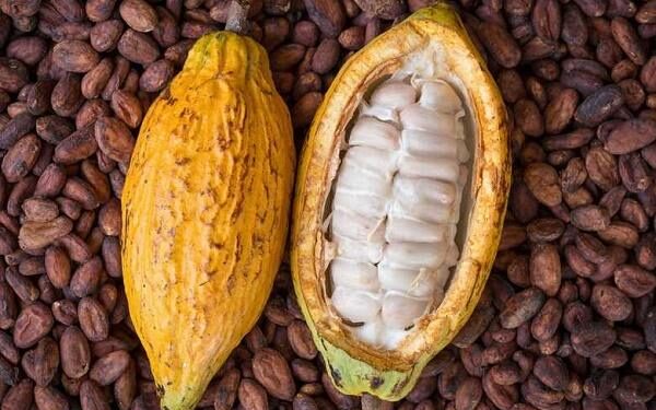 Image de Politique. En Côte d'Ivoire, le cacao, pilier de l'économie nationale, est au centre des débats politiques et économiques. Alors que le gouvernement annonce une hausse du prix bord champ pour la campagne 2024/2025, les acteurs politiques, notamment le PDCI-RDA, estiment que cette mesure est loin de répondre aux attentes des producteurs. Entre promesses non tenues et contexte mondial favorable, le PDCI plaide pour une révision urgente des politiques agricoles. Ce débat relance la question de la juste rémunération des producteurs ivoiriens, dans un contexte de flambée des prix sur le marché international. Une hausse de prix jugée insuffisante par le PDCI L’annonce du ministre de l’Agriculture de Côte d’Ivoire concernant l’augmentation du prix du cacao à 1 800 FCFA par kilogramme pour la campagne 2024/2025, contre 1 500 FCFA l’année précédente, n’a pas fait l’unanimité. Si cette hausse de 300 FCFA peut sembler significative pour certains, elle est loin de satisfaire le Parti Démocratique de Côte d’Ivoire (PDCI-RDA) qui, par la voix de son porte-parole Bredoumy Soumaila, a exprimé son mécontentement face à ce qu’il considère comme une "révision minime et insuffisante". Pour le PDCI, le nouveau prix ne reflète pas la réalité des marchés internationaux. En effet, selon les estimations du parti, "le cacao s'est vendu en moyenne à 4 700 FCFA/Kg sur les marchés mondiaux ces derniers mois, avec des pics atteignant même 7 200 FCFA/Kg en avril". À la lumière de ces chiffres, le parti se demande pourquoi les producteurs ivoiriens, qui constituent la cheville ouvrière de cette filière stratégique, ne bénéficient pas d’une rémunération plus juste et équitable. Cette revendication du PDCI repose également sur un engagement pris par le gouvernement en 2012. Lors de cette période, il avait été convenu que les producteurs recevraient 60 % du prix du cacao, quelle que soit la conjoncture du marché. Cependant, Bredoumy Soumaila a déploré que "cet engagement n’a jamais été respecté", en dépit des records de prix observés ces dernières années. Dans son intervention, le porte-parole du PDCI a souligné le fossé grandissant entre les promesses de l’État et la réalité du terrain. Les producteurs, qui subissent les aléas climatiques, les fluctuations des marchés et une régulation souvent jugée inadaptée, attendent avec impatience une reconnaissance à la hauteur de leur travail. En ce sens, le PDCI appelle le gouvernement à une prise de conscience urgente et à la mise en place de réformes profondes pour garantir un avenir plus serein aux cultivateurs de cacao. Des producteurs toujours sous pression La situation des producteurs ivoiriens de cacao est de plus en plus critique. En dépit des discours officiels, ils peinent à tirer des bénéfices réels de leur activité. Ces derniers font face à une multitude de défis : charges élevées, accès limité aux financements, infrastructures défaillantes et manque de mécanismes efficaces de soutien en cas de chute des prix. Pour Bredoumy Soumaila et le PDCI, ces difficultés sont le résultat d'une "gestion inadéquate du système de commercialisation". Le porte-parole affirme que si des efforts avaient été faits pour rationaliser les coûts de l'organe de régulation et réduire certains prélèvements, il aurait été possible de fixer un prix bord champ de 3 500 FCFA/kg, offrant ainsi un meilleur revenu aux producteurs. Une telle mesure, selon lui, aurait permis non seulement de soulager les planteurs, mais également de renforcer la compétitivité de la filière cacao sur la scène internationale. La hausse des prix du cacao sur les marchés internationaux semble en effet offrir une opportunité que la Côte d’Ivoire, premier producteur mondial de cette matière première, aurait pu mieux exploiter. Les chiffres parlent d’eux-mêmes : avec un prix moyen de 4 700 FCFA/kg ces derniers mois, certains analystes considèrent que le pays n’a pas su capitaliser sur cette conjoncture favorable pour maximiser les revenus de ses producteurs. "Alors que d'autres pays africains producteurs de cacao ont fixé des prix records pour leurs producteurs, la Côte d’Ivoire semble à la traîne", a rappelé un membre du PDCI, faisant allusion aux politiques de prix plus avantageuses mises en place par des concurrents régionaux. Cette comparaison renforce la frustration des producteurs ivoiriens, qui voient leurs homologues d’autres pays mieux rémunérés pour un travail similaire. Des réformes nécessaires pour une meilleure redistribution Le PDCI ne se contente pas de critiquer. Le parti propose également des pistes de solutions pour améliorer la situation des producteurs. Parmi elles, une refonte du système de régulation du cacao est jugée impérative. Le PDCI plaide pour une "réduction significative des charges de l'organe de régulation", ainsi que pour une "plus grande transparence dans la gestion des fonds alloués à la filière". Ces mesures, selon le parti, pourraient libérer des ressources qui seraient réinjectées directement dans les revenus des producteurs. De plus, le PDCI appelle à la création d’un fonds de stabilisation qui permettrait de protéger les producteurs contre les fluctuations des prix sur le marché international. Une telle initiative, couplée à une meilleure gestion des infrastructures rurales, pourrait, à terme, garantir une meilleure qualité de vie aux planteurs et renforcer la durabilité de la filière cacao. Face à ces défis, le PDCI lance un appel solennel au gouvernement. "Il est temps d’agir pour redonner aux producteurs ivoiriens la place qu’ils méritent dans l'économie nationale", a insisté Bredoumy Soumaila lors d’une conférence de presse récente. Selon lui, il ne s'agit pas uniquement de questions économiques, mais aussi de justice sociale. Les producteurs, qui représentent l'épine dorsale du secteur agricole, ne devraient plus être les laissés-pour-compte d’un système qui bénéficie avant tout aux grands acteurs de la filière. Le porte-parole du parti a également rappelé que "la stabilité sociale en milieu rural dépend largement de la capacité du gouvernement à répondre aux aspirations légitimes des producteurs". Ignorer cette réalité, c'est risquer de fragiliser un secteur vital pour l’économie ivoirienne. Alors que la campagne 2024/2025 débute sous des auspices mitigés, de nombreuses questions restent en suspens. La filière cacao, colonne vertébrale de l'économie ivoirienne, continuera-t-elle à fonctionner sur un modèle qui semble privilégier les intérêts des intermédiaires au détriment des producteurs ? Ou bien, à la lumière des réformes proposées par le PDCI et d’autres acteurs, assisterons-nous à un changement de paradigme visant à garantir une répartition plus équitable des richesses générées par cette filière ? Il est indéniable que la Côte d’Ivoire se trouve à un tournant décisif. La gestion du secteur cacao, avec ses répercussions économiques, sociales et politiques, sera déterminante pour l’avenir du pays. Mais la question demeure : le gouvernement aura-t-il la volonté et le courage de prendre les mesures nécessaires pour assurer un avenir prospère aux producteurs de cacao ivoiriens ?