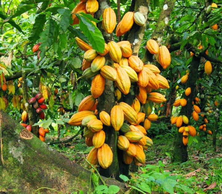 Image de Agriculture. La durabilité de la filère café-cacao en Côte d'Ivoire est au cœur des priorités gouvernementales. Alors que la commercialisation de la campagne principale 2024-2025 bat son plein, avec des prix fixés à 1800 FCFA pour le kilo de cacao et 1500 FCFA pour le kilo de café, la lutte contre la déforestation, l'éradication du travail des enfants et l'amélioration des revenus des producteurs sont les trois grands défis sur lesquels repose l'avenir de la cacaoculture durable. Le gouvernement ivoirien a déployé de nombreuses initiatives pour que son cacao soit écologique et éthique, tout en assurant la prospérité des producteurs. Voici un regard approfondi sur les efforts entrepris et les défis à relever pour la durabilité de cette filère vitale pour l'économie ivoirienne. Un Engagement Renouvelé pour une Filière Zéro Déforestation et Zéro Travail des Enfants La Côte d'Ivoire, premier producteur mondial de cacao, est engagée depuis plusieurs années dans la lutte contre la déforestation et le travail des enfants, deux fléaux qui ternissent l'image de la filère café-cacao. Pour atteindre ses objectifs de durabilité, le gouvernement a adopté en septembre 2023 un décret instituant un Système national de traçabilité du café-cacao, une initiative qui marque une évolution majeure vers la transparence et la responsabilisation des acteurs de la chaîne de production. La phase pilote de ce système a été lancée par le Conseil du café-cacao avec pour objectif de suivre l'origine des fèves, de garantir un paiement juste aux producteurs, et de renforcer la lutte contre la déforestation et le travail des enfants. « La carte du producteur représente le premier jalon de l'implémentation de ce système de traçabilité unifié, » explique Kobénan Kouassi Adjoumani, ministre d'Etat, ministre de l'Agriculture, du Développement rural et des Productions vivrières. Selon lui, cette carte permet d'identifier le produit et de retracer son parcours, du bord-champ jusqu'à sa destination finale, garantissant ainsi la sécurité des transactions et la conformité des pratiques. La carte du producteur est distribuée dans le cadre du Recensement des producteurs de café-cacao et de leurs vergers (RPCCV), lancé en avril 2019. Environ un million de producteurs ont été identifiés, dont près de 8 % de femmes, ainsi que 3,2 millions d'hectares de plantations. Sur les 950 000 cartes produites, environ 807 000 ont déjà été distribuées, et elles permettent à chaque producteur de bénéficier de multiples avantages, notamment la Couverture maladie universelle (CMU) pour eux et leurs familles. La question de l'amélioration des conditions de vie des producteurs est cruciale pour assurer la durabilité de la filère café-cacao. Depuis la réforme de la filère en 2012, près de 22 000 milliards de FCFA ont été distribués aux producteurs. Cette manne financière a permis de stabiliser les revenus des producteurs et d'encourager la production durable. Le gouvernement, conscient que le bien-être des producteurs est à la base de la prospérité de la filère, a également pris des mesures pour garantir l'accès aux soins de santé en finançant la CMU à hauteur d'un milliard de FCFA par mois. Cependant, au-delà de l'aspect financier, les producteurs font face à des défis structurels, notamment la faible productivité des plantations dues à leur vieillissement et à la dégradation des sols. La modernisation de l'agriculture passe donc par la formation des producteurs aux nouvelles techniques agricoles respectueuses de l'environnement, telles que l'agroécologie et l'agroforesterie, qui permettent de combiner production de cacao et préservation de la biodiversité. Pour renforcer la compétitivité sur les marchés internationaux et satisfaire aux exigences croissantes des consommateurs, le gouvernement a décidé d'adopter la norme africaine ARS 1000, qui fixe des exigences strictes pour un cacao durable. Cette norme vise non seulement à protéger l'environnement, mais aussi à améliorer la qualité de vie des producteurs et à garantir la traçabilité des produits de la filère. Lutter Contre la Déforestation : Reboiser pour une Filière Durable L'expansion agricole non contrôlée, notamment la culture du cacao, est responsable de près de 37,4 % de la déforestation en Côte d'Ivoire. Pour faire face à ce défi, le Conseil du café-cacao a lancé en 2021 un vaste programme de reboisement visant à restaurer et préserver les forêts du pays. Plus de 8,5 millions de plants d'arbres ont été distribués aux producteurs afin de favoriser une cacaoculture plus respectueuse de l'environnement. Ce programme de reboisement s'inscrit dans une vision à long terme de protection des écosystèmes forestiers et de lutte contre les changements climatiques. L'agroforesterie est également encouragée, permettant de concilier production agricole et conservation de la forêt. En intégrant des arbres dans les plantations de cacao, cette pratique contribue à améliorer la fertilité des sols, à offrir de l'ombrage aux cacaoyers et à réduire la pression sur les écosystèmes naturels. Pour Adama Coulibaly, un producteur de la région de Soubré, « ces initiatives permettent non seulement de protéger nos forêts, mais aussi d'assurer un avenir durable à nos enfants. En reboisant et en adoptant des pratiques durables, nous contribuons à préserver la nature tout en continuant de vivre de notre travail ». L'engagement des producteurs dans ce processus est essentiel pour atteindre les objectifs fixés par le gouvernement et les organisations internationales en matière de durabilité. Vers une Filière Compétitive et Durable : Quels Défis Restent à Relever ? Malgré les efforts déployés, plusieurs défis restent à surmonter pour garantir la durabilité et la compétitivité de la filière café-cacao en Côte d'Ivoire. L'un des principaux enjeux réside dans la modernisation des pratiques agricoles. Bien que des initiatives de formation aient été mises en place, il est crucial d'intensifier ces efforts pour que l'ensemble des producteurs ait accès aux techniques agricoles modernes. L'objectif est d'accroître la productivité tout en respectant les normes environnementales. En outre, la lutte contre le travail des enfants demeure un sujet de préoccupation majeur. Le système de traçabilité mis en place par le gouvernement est un pas important dans la bonne direction, mais il est essentiel de renforcer les contrôles sur le terrain et de collaborer davantage avec les acteurs de la société civile pour éradiquer cette pratique. Les communautés doivent être sensibilisées aux dangers du travail des enfants et encouragées à scolariser leurs enfants, pour leur offrir un avenir meilleur. La question de l'accès au financement est également cruciale. Les producteurs ont besoin de ressources pour investir dans leurs plantations et moderniser leurs équipements. Des programmes de microcrédit adaptés pourraient permettre aux petits producteurs d'accéder aux financements nécessaires pour améliorer leurs rendements. En parallèle, il est impératif de stabiliser les prix du cacao sur le marché international afin d'assurer des revenus équitables et prévisibles pour les producteurs. Enfin, pour garantir la compétitivité de la filière sur le long terme, il est nécessaire de diversifier les débouchés. La Côte d'Ivoire doit explorer de nouvelles opportunités commerciales et développer des produits à valeur ajoutée à partir du cacao, tels que le chocolat local, afin de mieux s'intégrer dans la chaîne de valeur mondiale. Cela permettrait de créer davantage d'emplois locaux et d'augmenter les revenus des acteurs de la filière. Face à ces nombreux défis, la Côte d'Ivoire est-elle prête à transformer durablement sa filière café-cacao tout en assurant le bien-être des producteurs et la préservation de l'environnement ? Le chemin est encore long, mais les initiatives entreprises montrent que le pays est résolument engagé sur la voie du changement. Reste à savoir si ces efforts pourront se concrétiser pleinement pour offrir un avenir prospère à l'ensemble des acteurs de cette filière vitale.