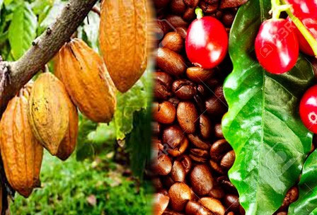 Image de Agriculture. La contrebande de cacao s'intensifie en Afrique de l'Ouest, notamment en raison des faibles rendements des récentes récoltes en Côte d'Ivoire et au Ghana, principaux producteurs mondiaux de cacao. Le Conseil du café et du cacao (CCC) de Côte d'Ivoire a récemment intercepté un convoi de 33 camions transportant plus de 1 100 tonnes de cacao à la frontière avec la Guinée, marquant ainsi une opération record contre la contrebande dans la région. Retour sur les enjeux économiques et sociétaux d'une telle prise. La crise des rendements : un terreau fertile pour la contrebande Les récentes faibles récoltes enregistrées en Côte d'Ivoire et au Ghana, deux géants mondiaux de la production de cacao, ont entraîné une situation inédite sur le marché international. La pénurie de fèves de cacao a provoqué une augmentation substantielle des prix, attirant l'attention de trafiquants à la recherche de profits rapides et élevés. Cette situation, qui révèle la fragilité des systèmes de production et de commercialisation du cacao dans la région, a contribué à l'émergence d'un commerce illégal d'une ampleur sans précédent. Avec la hausse des prix du cacao, le commerce illicite de cette ressource est devenu une opportunité alléchante pour de nombreux acteurs peu scrupuleux. Les faibles rendements agricoles, dus aux conditions climatiques difficiles, à l'appauvrissement des sols et à l'absence de soutien efficace aux producteurs, ont créé un contexte propice à l'intensification de la contrebande. Les trafiquants ont saisi l'occasion d'acheminer clandestinement des cargaisons de cacao vers des pays voisins, évitant ainsi les contrôles douaniers et contournant les taxes imposées par l'État ivoirien. C'est au cours d'une opération de surveillance minutieusement planifiée que le Conseil du café et du cacao de Côte d'Ivoire a réussi à intercepter un convoi de 33 camions transportant illégalement environ 1 100 tonnes de fèves de cacao. Cette interception s'est déroulée à la frontière avec la Guinée, un point de passage stratégique pour les trafiquants cherchant à écouler leurs marchandises hors des circuits officiels. Selon les autorités, cette prise constitue une saisie record, témoignant de l'ampleur de la contrebande dans la région. L'opération, préparée avec le soutien des services de sécurité, a permis de démanteler un réseau organisé, profitant des faiblesses de la surveillance frontalière et de la difficulté d'accès à certaines zones rurales. Le rôle crucial de la coopération entre les différentes forces de sécurité ivoiriennes et guinéennes est à souligner, dans un contexte où les réseaux de contrebandiers opèrent souvent au-delà des frontières nationales. "Nous devons intensifier nos efforts pour protéger notre économie contre ces pratiques qui la fragilisent", a déclaré un responsable du CCC. Les conséquences économiques de la contrebande de cacao La contrebande de cacao ne constitue pas seulement une atteinte aux revenus des producteurs, mais elle représente aussi une perte considérable pour l'État ivoirien. Chaque tonne de cacao échappant aux circuits légaux privée les caisses de l'État des taxes et impôts qui permettent de financer les infrastructures, les services publics, et les programmes de soutien aux producteurs agricoles. À long terme, cette fraude a pour effet de limiter les moyens de l'État pour améliorer les conditions de vie des populations rurales et pour soutenir un secteur stratégique de l'économie ivoirienne. Pour les producteurs locaux, la contrebande engendre aussi une distorsion des prix. Les fèves de cacao vendues en dehors des circuits officiels ne sont pas soumises aux règles strictes de fixation des prix et de qualité imposées par le CCC. Par conséquent, le cacao de contrebande est vendu à des prix plus élevés sur le marché international, créant un incitatif pour certains producteurs de rejoindre les circuits illégaux, au détriment de la filière officielle. Le Conseil du café et du cacao de Côte d'Ivoire, conscient des conséquences dramatiques de la contrebande sur l'économie nationale et sur la crédibilité de la filière cacaoyère ivoirienne, a multiplié les efforts pour endiguer ce fléau. Des mesures strictes de contrôle ont été mises en place, avec un renforcement des dispositifs de surveillance frontalière et une sensibilisation accrue des acteurs de la chaîne de valeur du cacao. La coopération entre les pays voisins est également un élément crucial de la lutte contre la contrebande. "Il est impératif de mettre en place des mécanismes de coopération régionale pour contrer ce phénomène transfrontalier", a affirmé un représentant du gouvernement ivoirien. Les autorités ivoiriennes travaillent à l'élaboration de nouvelles stratégies pour assurer une meilleure traçabilité des fèves de cacao, de la récolte à l'exportation. En outre, des campagnes de sensibilisation sont organisées afin de faire prendre conscience aux producteurs des conséquences néfastes de la contrebande sur l'économie et sur la durabilité de la filière. Le CCC a également mis en place des incitations pour encourager les producteurs à rester dans les circuits légaux, notamment en offrant des primes de qualité et en facilitant l'accès à des crédits. La problématique de la contrebande de cacao ne peut être résolue sans une implication active des acheteurs internationaux. En effet, ceux-ci ont un rôle prépondérant à jouer dans la traçabilité des fèves de cacao qu'ils achètent. Les grandes entreprises chocolatières, soucieuses de leur image et des attentes des consommateurs en matière de durabilité, doivent renforcer leurs mécanismes de contrôle et s'assurer que le cacao qu'elles achètent provient de sources légales et responsables. Certaines multinationales ont déjà commencé à mettre en place des programmes de certification et de traçabilité, visant à garantir que le cacao acheté répond à des normes éthiques et environnementales strictes. Cependant, ces efforts doivent être intensifiés et élargis pour couvrir l'ensemble de la chaîne d'approvisionnement. "La lutte contre la contrebande de cacao est une responsabilité partagée, qui nécessite l'engagement de tous les acteurs, des producteurs aux acheteurs finaux", a souligné un représentant d'une grande entreprise chocolatière. Vers une solution durable : quels défis pour l'avenir ? Face à l'ampleur de la contrebande de cacao, il est évident que des solutions durables doivent être envisagées. Les défis sont nombreux : améliorer les rendements agricoles, renforcer la traçabilité, lutter contre la pauvreté des producteurs, et assurer une meilleure coordination entre les pays producteurs. La contrebande est avant tout une manifestation des dysfonctionnements du secteur cacaoyer, marqué par la précarité des conditions de vie des producteurs et par un partage inéquitable des revenus le long de la chaîne de valeur. Pour faire face à ces défis, des investissements dans l'agriculture durable et dans la modernisation des exploitations agricoles sont essentiels. Les producteurs doivent avoir accès à des outils leur permettant d'améliorer la productivité de leurs parcelles et de réduire leur dépendance vis-à-vis des intermédiaires. De plus, la création de coopératives solides et bien structurées peut permettre de renforcer le pouvoir de négociation des producteurs et de les inciter à adhérer aux circuits légaux. Cependant, la lutte contre la contrebande ne pourra réellement porter ses fruits que si elle s'accompagne d'une amélioration des conditions de vie des producteurs. L'État, les entreprises privées et les organisations internationales doivent travailler ensemble pour mettre en place des politiques de soutien à la production agricole, assurer un revenu décent aux producteurs, et éliminer les inégalités qui minent la filière. La saisie récente de 1 100 tonnes de cacao de contrebande en Côte d'Ivoire met en lumière les multiples enjeux économiques, sociaux et éthiques liés à la production de cette ressource précieuse. La lutte contre la contrebande est une nécessité impérieuse pour protéger l'économie ivoirienne et garantir une filière transparente et durable. Mais au-delà des opérations de sécurité, c'est une transformation en profondeur du secteur qui est requise. Les efforts entrepris par le Conseil du café et du cacao, les autorités ivoiriennes, ainsi que les initiatives des entreprises chocolatières doivent être complétés par des actions en faveur de la justice économique et de l'amélioration des conditions de vie des producteurs. La question demeure : quelle stratégie les acteurs du secteur sont-ils prêts à adopter pour garantir la durabilité de la filière cacaoyère en Afrique de l'Ouest et prévenir la persistance de la contrebande ?