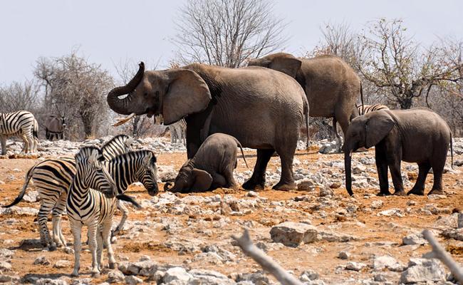 Image de Animaux. La Côte d'Ivoire, pays d’Afrique de l’Ouest, abrite une biodiversité unique et foisonnante, réputée pour sa faune sauvage spectaculaire. Cette nation offre un éventail impressionnant d'espèces animales qui en font une destination privilégiée pour les passionnés de nature. Cependant, la préservation de ces richesses naturelles reste un défi de taille, tant les menaces pèsent sur ces écosystèmes. Dans cet article, nous nous pencherons sur les espèces emblématiques de la Côte d'Ivoire, sur les enjeux de leur conservation et sur l’avenir de cette biodiversité face aux défis contemporains. La richesse faunistique de la Côte d'Ivoire La Côte d'Ivoire est dotée d'une biodiversité exceptionnelle qui fait partie de son patrimoine naturel et culturel. De la savane du Nord à la forêt tropicale du Sud, la faune ivoirienne est d'une variété impressionnante. Le pays abrite certaines des espèces animales les plus iconiques de la région, telles que les éléphants, les chimpanzés et les hippopotames pygmées. Ces animaux, symboles de la diversité ivoirienne, jouent un rôle fondamental dans le maintien de l'équilibre des écosystèmes. Parmi les espèces phares, l'éléphant de forêt (également connu sous le nom de "l'éléphant de Côte d'Ivoire") occupe une place prépondérante. Considéré comme le symbole du pays, il est présent dans de nombreux mythes et fait partie du logo national. Malheureusement, ces animaux sont de plus en plus menacés par la perte de leur habitat et le braconnage, des problématiques qui s'aggravent au fil des années. Les chimpanzés, habitants des forêts tropicales, sont eux aussi très répandus en Côte d'Ivoire. Ce pays est, en effet, l'un des principaux refuges de l'espèce en Afrique de l'Ouest. Cependant, leur population a drastiquement diminué ces dernières décennies, principalement en raison de la destruction de leur habitat naturel et du commerce illégal d'animaux sauvages. Les écosystèmes variés de la Côte d'Ivoire La diversité des paysages de la Côte d'Ivoire est une des raisons majeures de la richesse de sa faune. Le pays compte plusieurs parcs nationaux et réserves naturelles qui constituent des havres de paix pour la faune sauvage. Le Parc national de Taï, inscrit au patrimoine mondial de l'UNESCO, est l'une des plus grandes forêts tropicales humides de l'Afrique de l'Ouest, offrant un habitat unique pour de nombreuses espèces. C'est là que l'on retrouve des animaux comme le chimpanzé, le colobe bai, et des espèces endémiques comme le singe Diana. Le Parc national de la Comoé, situé dans le nord-est du pays, est l'un des plus grands parcs nationaux d'Afrique. Sa particularité réside dans sa diversité écologique, qui comprend aussi bien des savanes que des zones boisées et des cours d'eau. On y rencontre des éléphants, des hippopotames et une variété d'espèces d'oiseaux rares. Le parc joue un rôle crucial dans la préservation des écosystèmes de savane de la région. Ces parcs et réserves sont essentiels pour la conservation de la faune ivoirienne, mais ils ne sont pas exempts de menaces. Les pressions humaines, notamment l'agriculture extensive et l'exploitation illégale des ressources naturelles, pèsent lourdement sur ces espaces protégés. Menaces pesant sur la faune ivoirienne La faune ivoirienne fait face à de multiples menaces, qui mettent en péril la survie de nombreuses espèces emblématiques. La déforestation est l'une des principales causes de la disparition des habitats naturels. Le pays, autrefois largement recouvert de forêts tropicales, a perdu une grande partie de sa couverture forestière en raison de l'expansion agricole, notamment pour la culture du cacao, dont la Côte d'Ivoire est le premier producteur mondial. Cette déforestation massive a des conséquences dramatiques sur les espèces animales qui dépendent de ces forêts pour leur survie. Le braconnage représente également une menace majeure. Les éléphants sont ciblés pour leur ivoire, tandis que d'autres animaux sont chassés pour leur viande ou pour être vendus comme animaux de compagnie exotiques. Malgré les lois en vigueur et les efforts des autorités pour lutter contre le braconnage, celui-ci reste un problème récurrent, alimenté par la pauvreté et la demande internationale de produits issus d'animaux sauvages. Par ailleurs, le changement climatique constitue une autre menace sérieuse. Les variations des précipitations et les changements de température affectent les habitats naturels et perturbent les équilibres écologiques. Les éléphants, par exemple, dépendent des sources d'eau pour leur survie, et la sécheresse prolongée peut entraîner des périodes de stress hydrique qui mettent en danger leur population. Les efforts de conservation : une lueur d'espoir Malgré les menaces, des efforts sont entrepris pour préserver la faune de la Côte d'Ivoire. Le gouvernement, en collaboration avec des organisations internationales et des ONG locales, a mis en place plusieurs programmes de conservation visant à protéger les habitats naturels et les espèces menacées. Parmi ces initiatives, on trouve la création de nouvelles réserves naturelles, le renforcement des lois contre le braconnage, et des campagnes de sensibilisation pour encourager les populations locales à participer à la protection de la faune. Le Parc national de Taï, par exemple, bénéficie de programmes de recherche et de conservation soutenus par des institutions internationales. Ces programmes visent à étudier le comportement des chimpanzés et d'autres espèces, tout en impliquant les communautés locales dans les efforts de préservation. La collaboration avec les populations locales est essentielle, car elle permet de concilier conservation et développement économique, en offrant des alternatives économiques à l'exploitation des ressources naturelles. Les écogardes jouent également un rôle crucial dans la lutte contre le braconnage. Ces gardiens de la nature, souvent mal équipés et exposés à des risques importants, patrouillent les parcs et réserves pour prévenir les activités illégales. Le soutien à ces équipes est fondamental pour garantir la protection des espaces naturels. Le rôle des communautés locales dans la conservation Les communautés locales sont des acteurs clés dans la préservation de la faune sauvage. En Côte d'Ivoire, de nombreux villages sont situés à proximité des parcs et réserves, et leurs habitants dépendent souvent des ressources naturelles pour leur subsistance. Pour assurer une conservation durable, il est essentiel d'impliquer ces communautés dans les projets de préservation et de leur offrir des alternatives économiques viables. Des initiatives telles que l'écotourisme commencent à se développer en Côte d'Ivoire. En proposant des visites guidées dans les parcs et réserves, l'écotourisme permet non seulement de sensibiliser le public à la nécessité de préserver la faune, mais également de générer des revenus pour les populations locales. Ces revenus peuvent être réinvestis dans des projets communautaires, tels que la construction d'écoles ou l'amélioration des infrastructures sanitaires. L'éducation et la sensibilisation sont également des éléments clés pour encourager la protection de la faune. Des programmes éducatifs, destinés aux jeunes, visent à leur faire prendre conscience de l'importance de la biodiversité et du rôle qu'ils peuvent jouer dans sa préservation. En impliquant les jeunes générations, ces initiatives contribuent à forger une culture de la conservation au sein des communautés. La question de l'avenir de la faune en Côte d'Ivoire reste en suspens. Les efforts de conservation ont permis d'obtenir des résultats encourageants, mais les défis demeurent considérables. Le changement climatique, la pression démographique et l'exploitation intensive des ressources continuent de menacer la biodiversité ivoirienne. Pour préserver ces écosystèmes uniques, il est indispensable de renforcer les politiques de conservation, d'impliquer davantage les communautés locales et de sensibiliser le grand public à l'importance de la biodiversité. La Côte d'Ivoire a encore la possibilité de sauvegarder son patrimoine naturel et de faire de la conservation de la faune une priorité nationale. Mais la réussite de cette entreprise dépendra de l'engagement de tous les acteurs – gouvernement, organisations internationales, communautés locales et citoyens. La biodiversité ivoirienne, avec ses espèces emblématiques et ses écosystèmes variés, est un trésor inestimable. La question qui se pose dès lors est la suivante : comment pouvons-nous, collectivement, assurer la sauvegarde de cette richesse pour les générations futures ?