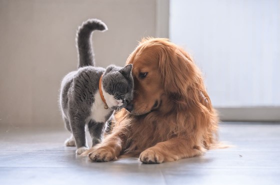 Image de Animaux. Dans un monde où la présence d’un animal de compagnie réconforte de nombreux foyers, le bien-être de ces compagnons fidèles demeure une préoccupation majeure. Qu’il s’agisse d’un chien affectueux, d’un chat indépendant ou même d’un oiseau chanteur, la prise en charge de ces précieux animaux requiert des soins attentifs et constants. Bien plus qu’une série de gestes mécaniques, les meilleures pratiques pour prendre soin de son animal de compagnie s’inscrivent dans une vision globale où se croisent bien-être physique, équilibre émotionnel et enrichissement du lien entre humain et animal. Prendre soin de la santé de son animal—le bâton de maréchal de l’engagement responsable Offrir un cadre de vie optimal à son animal de compagnie commence par des soins préventifs constants. Une visite annuelle chez le vétérinaire n’est pas seulement une obligation mais un acte de véritable amour. Les contrôles réguliers permettent de surveiller la croissance, détecter précocement toute anomalie et prévenir des maladies courantes. Qu’il s’agisse de vaccinations, de traitements antiparasitaires, ou encore de conseils nutritionnels, le vétérinaire est un acteur-clé dans la qualité de vie de nos compagnons. Un soin attentif aux conditions de vie est également crucial pour prévenir les problèmes de santé. Un habitat propre et confortable, l’absence de produits toxiques, et une aération convenable sont des aspects souvent négligés mais indispensables. Un animal qui se sent sécurisé dans son environnement manifeste des signes évidents de bien-être—jouant, explorant et affichant une curiosité naturelle. Une alimentation équilibrée pour une vie saine L’importance de l’alimentation pour le bien-être de l’animal de compagnie est souvent sous-estimée. Le choix d'une nourriture adaptée selon l'espèce, l'âge, la taille et l'état de santé est essentiel pour offrir à son compagnon une existence équilibrée. Des carences en nutriments ou des excès alimentaires peuvent être à l’origine de troubles de santé plus ou moins graves. Les chiens, par exemple, ont des besoins alimentaires différents de ceux des chats, et il est crucial de s’assurer que chaque animal reçoive un régime conforme à ses besoins spécifiques. Le recours à des aliments de qualité, en évitant les produits à faible teneur nutritionnelle, constitue la pierre angulaire d’une alimentation saine. De plus, les besoins évoluent au fil des années. Pour cela, une révision régulière avec le vétérinaire est conseillée pour ajuster les rations ou les apports en suppléments. Activité physique—un élément clé pour le bien-être L’activité physique est une composante essentielle du bien-être de l’animal. Les chiens, en particulier, ont besoin de se dépenser quotidiennement pour rester en bonne santé physique et mentale. Les promenades en plein air leur permettent non seulement d’évacuer leur énergie, mais aussi de stimuler leur flair et de découvrir le monde qui les entoure. Pour les chats, l’environnement intérieur doit offrir de nombreux éléments de stimulation. L’ajout de structures comme des arbres à chat, des plateformes et des jouets interactifs est nécessaire pour combler leur besoin naturel d’exploration et de jeu. Les jeux d’enrichissement sont bénéfiques pour renforcer le lien entre le propriétaire et l’animal, tout en garantissant une dépense énergétique suffisante. Santé mentale—le lien affectif, au cœur de la relation Un animal de compagnie, qu’il soit chien, chat ou oiseau, a besoin d’interactions pour se sentir épanoui. Les liens affectifs créés avec leurs propriétaires jouent un rôle déterminant dans leur santé mentale. Le stress ou l’anxiété peuvent être prévenus par des moments de jeu, des câlins, et même par la simple présence bienveillante du maître. Certains animaux peuvent être prédisposés à des troubles du comportement, surtout s’ils ont été maltraités ou abandonnés. Dans de tels cas, la patience et la bienveillance sont les maitres mots. Travailler avec des professionnels, tels que des comportementalistes animaliers, peut permettre de résoudre des problèmes de comportement et de restaurer une relation harmonieuse entre l’animal et son propriétaire. La stérilisation des animaux de compagnie est un geste responsable qui présente de nombreux avantages, tant pour la santé de l’animal que pour le contrôle de la population animale. En plus de prévenir certaines pathologies, telles que les infections de l’utérus ou certains cancers, la stérilisation permet de réduire les comportements indésirables et d’éviter des portées non désirées, qui contribuent souvent à la surpopulation animale. Toutefois, la décision de stériliser doit être bien réfléchie, et il est primordial de consulter un vétérinaire afin de comprendre les implications sur la santé de l’animal et de choisir le bon moment pour réaliser l’intervention. La stérilisation est un acte de responsabilité collective qui participe au bien-être des animaux dans nos sociétés. La communication avec son animal—un art subtil à cultiver La compréhension des signaux comportementaux de son animal est cruciale pour assurer son bien-être. Savoir interpréter ses expressions corporelles, ses émissions vocales, ou encore ses habitudes alimentaires permet de déceler les premiers signes de mal-être et d’agir en conséquence. Un chat qui se cache sans raison apparente, un chien qui se lèche excessivement ou un oiseau qui cesse de chanter sont autant d’indicateurs d’un problème sous-jacent. En tant que propriétaire d’animal, il est essentiel de développer une sensibilité aux besoins émotionnels et physiques de son compagnon. Cela passe par l’observation, mais aussi par la création d’un climat de confiance, où l’animal se sent libre d’exprimer ses besoins et d’évoluer sans contrainte. Pour garantir le bien-être de l’animal de compagnie, il est nécessaire de prêter attention à la qualité de son environnement. Un espace de vie adapté est indispensable pour répondre aux besoins physiologiques et comportementaux de l’animal. Les chiens, par exemple, doivent pouvoir se dépenser physiquement, tandis que les chats apprécient les espaces verticaux et les cachettes pour observer et se sentir en sécurité. La stimulation de l’animal passe aussi par la diversité de son environnement. Offrir des jouets, varier les activités, et favoriser les interactions sociales enrichit leur quotidien et prévient l’ennui, facteur de troubles du comportement. L’environnement doit également être exempt de dangers potentiels, tels que des objets toxiques, des fils électriques accessibles, ou encore des plantes nocives. L’éducation—un apprentissage mutuel et respectueux L’éducation des animaux de compagnie est une composante clé de leur bien-être. Une bonne éducation permet d’éviter des situations de stress, d’assurer la sécurité de l’animal, et de renforcer la complicité entre le maître et son compagnon. Les techniques d’éducation positive, basées sur la récompense et la valorisation des comportements souhaités, sont préférables aux méthodes coercitives, qui peuvent générer peur et anxiété. Apprendre les bases, telles que le rappel, la marche en laisse, ou l’utilisation de la litière, favorise une cohabitation harmonieuse et assure la sécurité de tous. Pour les animaux qui présentent des comportements difficiles, le recours à un éducateur animalier professionnel peut être une aide précieuse, permettant de mettre en place des stratégies adaptées à chaque situation. La prise en charge d’un animal de compagnie n’est pas une tâche qui s’effectue une fois pour toutes, mais bien un engagement de tous les instants. C’est un acte de responsabilité, où l’on veille non seulement à répondre aux besoins physiologiques et médicaux de l’animal, mais aussi à épanouir ses dimensions affective, sociale et mentale. Prendre soin de son compagnon, c’est lui consacrer du temps, l’écouter, s’adapter à ses évolutions, et l’accompagner tout au long de sa vie. Un animal heureux et en bonne santé est un compagnon qui enrichit la vie de son propriétaire en retour, en apportant joie, présence et amour inconditionnel. Les animaux de compagnie occupent une place précieuse dans nos foyers, mais sommes-nous vraiment prêts à leur offrir la qualité de vie qu’ils méritent ? Comment pourrions-nous, collectivement et individuellement, redéfinir notre approche de la possession d’un animal de compagnie pour améliorer leur bien-être ?