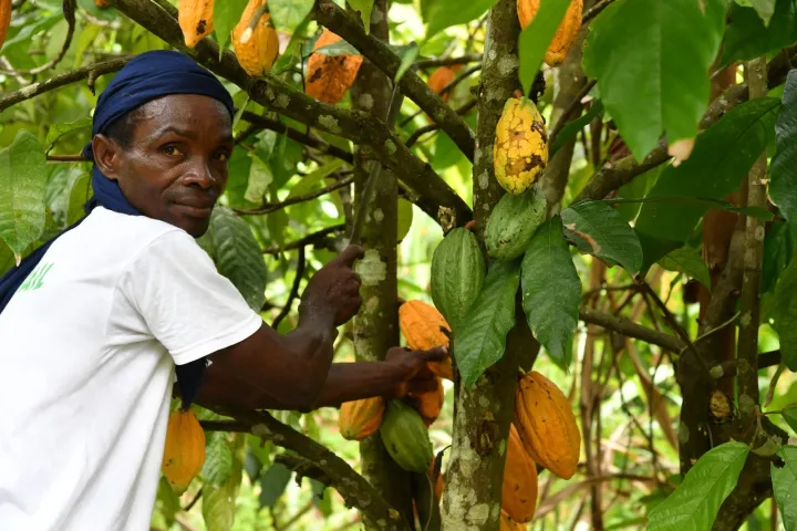 Image de Agriculture. La Côte d'Ivoire, leader mondial de la production de cacao, a lancé sa campagne principale de commercialisation du cacao pour la saison 2024-2025. Après une campagne 2023-2024 marquée par une consolidation des performances en matière de qualité et d'exécution des contrats, le Conseil du Café-Cacao a annoncé plusieurs mesures pour garantir la stabilité et la compétitivité du secteur. Cette nouvelle saison, qui s'annonce sous des auspices prometteurs, vise à renforcer la place de la Côte d'Ivoire sur le marché international du cacao, tout en s'assurant que les producteurs reçoivent une rémunération juste et équitable. Un bilan mitigé pour la campagne 2023-2024 La campagne de cacao 2023-2024 s'est achevée avec un taux d'exécution des contrats de 91,97 %, légèrement en retrait par rapport aux 95,86 % enregistrés lors de la campagne précédente. Malgré ce recul, le Conseil du Café-Cacao se félicite des efforts entrepris pour améliorer la qualité des fèves produites. Les producteurs ont appliqué des bonnes pratiques agricoles, incluant une fermentation, un séchage et un triage améliorés des fèves. Ces améliorations ont été saluées par les acheteurs internationaux, consolidant la réputation du cacao ivoirien pour sa qualité. « La qualité du cacao ivoirien est notre meilleure carte de visite sur les marchés mondiaux. Nous nous efforçons de maintenir et d'améliorer cette qualité pour garantir la satisfaction des acheteurs et des consommateurs », a déclaré un représentant du Conseil du Café-Cacao. Pour la campagne 2024-2025, le Conseil du Café-Cacao a fixé le prix garanti aux producteurs à 1 800 F CFA par kilogramme de cacao bien fermenté, séché et trié, et ce, sur l'ensemble du territoire national. Cette mesure vise à protéger les producteurs contre la volatilé des prix sur les marchés internationaux et à leur assurer un revenu stable. Le Conseil a également précisé qu'aucune réfraction ne sera appliquée au prix d'achat garanti, quel que soit le niveau de grainage observé. Cette décision reflète la volonté de garantir la transparence des transactions et de protéger les producteurs de toute tentative de dévaluation injustifiée de leurs produits. « Fixer un prix garanti est essentiel pour préserver la dignité des producteurs de cacao et encourager leur engagement dans l'amélioration de la qualité », a déclaré un membre de la coopérative de producteurs de cacao à San Pedro. Mesures pour améliorer la compétitivité de la filière cacao Le Conseil du Café-Cacao a annoncé plusieurs mesures visant à renforcer la compétitivité de la filière cacao et à protéger les intérêts des producteurs. Parmi ces mesures figure l'établissement du différentiel ramassage à 100 F CFA par kilogramme, une mesure visant à améliorer la rentabilité de la chaîne de valeur tout en maintenant un niveau élevé de qualité pour l'exportation. En outre, le prix d'entrée des usines de conditionnement a été fixé à 1 900 F CFA par kilogramme, hors transport. Le transport des fèves des centres de collecte jusqu'aux ports se fera conformément à la table officielle de Tonne-Kilométrique (TKM), publiée par le Conseil du Café-Cacao, afin d'assurer la transparence des coûts logistiques. Ces décisions sont conçues pour améliorer l'efficacité de la filière et garantir que les producteurs bénéficient pleinement des fruits de leur travail. Pour assurer le bon déroulement de la campagne 2024-2025, le Conseil du Café-Cacao mettra en place un dispositif opérationnel renforcé de contrôle, qui aura pour mission de veiller au respect du prix garanti de 1 800 F CFA par kilogramme. Cette mesure vise à empêcher toute tentative de fraude ou de non-conformité de la part des acheteurs ou des exportateurs, et à garantir aux producteurs un revenu juste et équitable. Les autorités ivoiriennes entendent prendre des mesures fermes contre toute violation de ces dispositions, afin de protéger les producteurs et de maintenir la compétitivité de la filière cacao. « Nous ne tolérerons aucune tentative de saper les efforts que nous avons déployés pour garantir un revenu juste aux producteurs », a prévenu un représentant du Conseil. Appel à la vigilance et à la rigueur des acteurs de la filière Le Conseil du Café-Cacao a lancé un appel à l'ensemble des acteurs de la chaîne d'approvisionnement, en particulier aux acheteurs et aux exportateurs, leur demandant de faire preuve de vigilance et de rigueur quant à la qualité du cacao acheté. Le respect du prix minimum garanti reste une priorité, afin de préserver la compétitivité du cacao ivoirien sur le marché international. En invitant les acteurs à observer une discipline rigoureuse, le Conseil espère éviter les pratiques abusives qui pourraient ternir l'image du cacao ivoirien. La transparence des transactions est essentielle pour garantir la confiance des producteurs et des acheteurs, ainsi que pour renforcer la position de la Côte d'Ivoire sur la scène mondiale. Le Conseil du Café-Cacao a également invité les producteurs à poursuivre leurs efforts en matière de production de cacao de qualité. L'amélioration continue des pratiques agricoles est indispensable pour garantir un produit qui réponde aux standards internationaux et pour redorer le label "Origine Ivoire", un signe de distinction et de qualité reconnu à l'échelle mondiale. La fermentation et le séchage corrects des fèves restent des éléments cruciaux dans l'amélioration de la qualité du cacao ivoirien. En mettant l'accent sur ces bonnes pratiques, les autorités visent non seulement à attirer de nouveaux acheteurs, mais aussi à renforcer la position de la Côte d'Ivoire en tant que leader mondial du cacao. « Le label "Origine Ivoire" doit continuer à être un gage de qualité et d'excellence. Nous devons travailler ensemble pour nous assurer que chaque fève produite soit synonyme de qualité et de respect des standards », a insisté un représentant du Conseil. Enjeux environnementaux et sociaux de la filière cacao Au-delà des aspects économiques, la campagne 2024-2025 s'inscrit dans une démarche plus large de durabilité. Le Conseil du Café-Cacao a souligné l'importance d'intégrer des pratiques respectueuses de l'environnement dans la production de cacao. La lutte contre la déforestation, le respect des écosystèmes et la promotion d'une agriculture durable sont autant de priorités pour préserver les ressources naturelles et améliorer les conditions de vie des communautés rurales. En outre, le Conseil entend intensifier les campagnes de sensibilisation sur l'éradication du travail des enfants dans la filière cacao, un problème récurrent qui entache l'image du cacao ivoirien. En collaborant avec des organisations internationales et en renforçant les inspections sur le terrain, les autorités espèrent faire progresser la filière vers une production plus éthique et socialement responsable. La campagne cacao 2024-2025 marque un tournant dans l'approche de la filière ivoirienne, avec des mesures destinées à renforcer la qualité, la transparence et la durabilité. Le Conseil du Café-Cacao a fixé des objectifs ambitieux, visant à maintenir la Côte d'Ivoire au sommet de la production mondiale, tout en garantissant des revenus équitables pour les producteurs. Mais la question demeure : comment la filière cacao ivoirienne peut-elle continuer à évoluer pour devenir plus durable, tout en maintenant la compétitivité sur les marchés internationaux et en protégeant les intérêts des producteurs ?