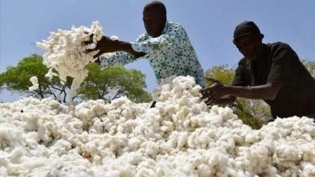 Image de Agriculture. En Côte d’Ivoire, le gouvernement a dévoilé le 20 novembre 2024 un plan ambitieux visant à redynamiser la filière cotonnière, pierre angulaire de l’économie agricole du pays. Ce projet repose sur le concept innovant de zonage agro-industriel, une approche stratégique visant à optimiser à la fois la production et la transformation du coton. Cette initiative marque un tournant décisif dans la quête d’une compétitivité accrue sur le marché mondial. Un plan de zonage pour une gestion optimisée des ressources Face aux défis structurels qui minent la filière cotonnière depuis plusieurs années, la Côte d’Ivoire mise sur une réforme profonde. Le concept de zonage agro-industriel, présenté en Conseil des ministres, consiste à découper le territoire cotonnier en 18 zones exclusives, chacune centrée autour d’une unité d’égrenage. Cette organisation vise à rationaliser la chaîne de valeur en attribuant à chaque zone une société cotonnière dédiée. « Ce découpage stratégique permet une gestion optimisée des ressources, avec des zones bien délimitées où les acteurs auront des responsabilités claires. Cela garantira un meilleur encadrement technique des producteurs et une compétitivité accrue sur les marchés internationaux », a déclaré Amadou Coulibaly, ministre de la Communication et porte-parole du gouvernement. Des zones exclusives pour booster la production et la transformation L’un des objectifs majeurs de cette réforme est de résoudre les problèmes d’inefficacité liés à la dispersion des acteurs et des moyens. En attribuant des zones exclusives à des sociétés cotonnières par délégation contractuelle, le gouvernement souhaite instaurer une dynamique locale plus efficace. Les entreprises désignées auront pour mission principale : - L’encadrement technique des producteurs pour améliorer les rendements ; - L’achat de la fibre de coton, garantissant un marché stable pour les cultivateurs ; - Le développement durable de la filière dans leurs périmètres, en intégrant des pratiques agricoles modernes. Ce système permettra également de garantir une qualité constante de la production, essentielle pour renforcer la compétitivité du coton ivoirien sur le marché mondial. Une réponse aux défis structurels de la filière cotonnière Malgré son importance dans l’économie agricole ivoirienne, la filière cotonnière fait face à plusieurs défis : baisse des rendements, manque d’infrastructures modernes, et difficultés d’accès aux marchés internationaux. Le zonage agro-industriel est perçu comme une solution intégrée à ces problématiques. Selon un rapport du Conseil des ministres, ce projet permettra d’améliorer les infrastructures agricoles dans les zones définies, de rationaliser les investissements, et d’encourager l’adoption de pratiques agricoles durables. Le gouvernement espère ainsi augmenter significativement la productivité tout en réduisant l’impact environnemental de la culture du coton. Le coton, un enjeu économique et stratégique Le coton occupe une place stratégique dans l’économie ivoirienne, représentant une importante source de revenus pour des milliers d’agriculteurs. Cependant, la compétitivité du coton ivoirien est mise à rude épreuve par la concurrence internationale, notamment des pays d’Asie et des États-Unis. En 2023, la Côte d’Ivoire a produit environ 450 000 tonnes de coton graine, un chiffre en deçà des attentes. Le plan de zonage agro-industriel vise à porter cette production à des niveaux records en s’appuyant sur des mécanismes modernes et une meilleure coordination des acteurs. Par ailleurs, l’accent sera mis sur la transformation locale du coton, afin de maximiser sa valeur ajoutée avant l’exportation. Une autre ambition majeure du projet est de renforcer la transformation locale de la fibre de coton. Aujourd’hui, une grande partie du coton ivoirien est exportée sous forme de matière brute, ce qui limite les retombées économiques pour le pays. Le gouvernement souhaite inverser cette tendance en favorisant la création d’unités de transformation au sein des zones définies. « Nous voulons que le coton ivoirien ne soit pas seulement reconnu pour sa qualité, mais aussi pour sa valeur ajoutée. Cela passera par la construction de nouvelles unités de filature et de tissage sur le territoire », a affirmé un représentant du ministère de l’Agriculture. Pour les producteurs, cette réforme représente une opportunité de bénéficier d’un meilleur encadrement et d’un accès garanti à des marchés. Les sociétés cotonnières auront pour mission d’assurer la formation des cultivateurs aux techniques modernes et durables, tout en leur offrant des débouchés commerciaux fiables. Un producteur de coton basé dans la région de Korhogo, interrogé sur l’initiative, a exprimé son espoir : « Ce zonage peut vraiment changer nos conditions de travail. Avec un meilleur accès aux équipements et aux marchés, nous pourrons produire plus et mieux. » Des défis pour une mise en œuvre efficace Cependant, plusieurs défis demeurent pour assurer la réussite de ce projet. Tout d’abord, il sera crucial de garantir une gestion transparente des zones attribuées aux sociétés cotonnières. La délégation contractuelle devra être strictement encadrée pour éviter tout monopole ou abus. De plus, le financement des infrastructures nécessaires reste un point sensible. Le gouvernement a annoncé des partenariats publics-privés pour soutenir l’initiative, mais la concrétisation de ces investissements nécessitera un suivi rigoureux. Si ce projet porte ses fruits, il pourrait servir de modèle pour d’autres filières agricoles en Côte d’Ivoire, comme le cacao, l’anacarde ou encore le palmier à huile. Le principe de zonage agro-industriel, qui favorise une approche intégrée et locale, pourrait être adapté pour optimiser la production et la transformation d’autres cultures stratégiques. Avec cette initiative de zonage agro-industriel, la Côte d’Ivoire semble déterminée à repositionner le coton comme un moteur de croissance économique et sociale. En s’appuyant sur des stratégies innovantes et une collaboration accrue entre les acteurs, le pays pourrait non seulement augmenter sa production mais aussi renforcer son rôle sur le marché mondial. Mais cette ambition soulève une question essentielle : la Côte d’Ivoire saura-t-elle surmonter les obstacles structurels et financiers pour faire de ce projet une réussite durable ?