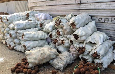 Image de Agriculture. L'adhésion récente de la Côte d'Ivoire à la Communauté Internationale de la Noix de Coco (ICC) marque un tournant stratégique pour la relance d'une filière en déclin, mais au potentiel économique encore sous-exploité. Cette décision est porteuse d'espoirs pour un secteur clé de l'agriculture ivoirienne, qui pourrait bien retrouver sa place de choix sur le marché mondial des produits dérivés de la noix de coco. Si l'ICC, créée en 1969, représente aujourd’hui plus de 90 % de la production mondiale, l’intégration de la Côte d’Ivoire en tant que premier pays d'Afrique de l'Ouest au sein de cette organisation pourrait permettre de dynamiser cette industrie longtemps négligée. Mais cette entrée dans la communauté des nations productrices de noix de coco pourra-t-elle réellement inverser le déclin de la filière et relever les nombreux défis structurels et commerciaux qui freinent sa croissance ? Une Filière en Déclin, Mais un Potentiel Récupérable Le cocotier a longtemps été un pilier économique pour les populations rurales ivoiriennes, en particulier dans les régions littorales du pays. Avec des plantations s'étendant des côtes du sud au centre de la Côte d'Ivoire, la culture de la noix de coco a nourri une partie importante de l'économie locale, notamment par ses produits dérivés qui trouvent des débouchés tant sur le marché national qu'international. Cependant, cette activité connaît depuis plusieurs années une lente dégradation. Le déclin de la production, passé de 406 000 tonnes en 1986 à seulement 125 565 tonnes en 2024, représente une chute de 70 % en trois décennies. Une diminution dramatique qui a relégué la Côte d'Ivoire du statut de leader continental dans la production de noix de coco au cinquième rang en Afrique. Cette régression s’explique par divers facteurs, notamment le vieillissement des plantations, les changements climatiques et une gestion inadaptée des ressources agricoles. Le 5 décembre 2024, la Côte d'Ivoire a franchi une étape importante en rejoignant officiellement la Communauté Internationale de la Noix de Coco (ICC). Cette organisation intergouvernementale, fondée en 1969, regroupe actuellement 21 pays producteurs de noix de coco, représentant plus de 90 % de la production mondiale et des exportations de produits dérivés de la noix. Le rôle principal de l'ICC est de promouvoir le développement durable de la culture du cocotier à travers l’innovation technologique, la recherche et les échanges commerciaux. L'intégration de la Côte d'Ivoire à l'ICC est d'une importance capitale pour plusieurs raisons. D'abord, elle permet au pays de bénéficier d'un accès privilégié aux bonnes pratiques agricoles et aux technologies les plus avancées en matière de culture et de transformation de la noix de coco. En outre, la Côte d'Ivoire pourra désormais participer pleinement aux discussions internationales sur les tendances du marché et les stratégies de développement de la filière. Une Filière à Relancer : Les Défis d'une Réforme Nécessaire Si l'adhésion à l'ICC représente un pas en avant, la relance de la filière coco en Côte d'Ivoire ne se fera pas sans défis. Tout d'abord, il faudra réhabiliter un secteur vieillissant et mal structuré. Selon les experts, les plantations de cocotiers actuelles sont vieillissantes et nécessitent un renouvellement urgent. Le pays doit investir dans de nouvelles plantations de haute qualité, tout en réorganisant les pratiques agricoles pour les rendre plus durables. Cela implique aussi une gestion efficace de l'eau et une lutte contre les maladies qui frappent les cocotiers. En outre, la Côte d'Ivoire doit également améliorer sa chaîne de valeur. Actuellement, le pays exporte principalement des noix de coco brutes, un produit à faible valeur ajoutée. L’enjeu pour l'avenir sera de diversifier les produits dérivés de la noix de coco, qui sont nombreux et très demandés à l’échelle mondiale : huile de coco, eau de coco, coprah, coques pour la fabrication de charbon, produits cosmétiques et bien d’autres. Le pays devra ainsi investir dans la transformation locale pour capter une plus grande part des revenus générés par la filière. L’un des aspects les plus importants de la relance de la filière noix de coco est son impact direct sur les populations rurales. En effet, la production et la transformation de la noix de coco soutiennent plus de 20 000 ménages dans les régions productrices comme San Pédro, les Grands Ponts, le Sud Comoé et le Gboklê. La filière emploie une main-d'œuvre importante, constituée principalement de petits producteurs, de collecteurs et de travailleurs dans les unités de transformation. La relance de cette filière pourrait non seulement améliorer les conditions de vie de ces communautés, mais aussi stimuler l'économie des régions concernées. Les recettes générées par les exportations, qui ont atteint 9,2 milliards de francs CFA (environ 14,8 millions de dollars) en 2023, restent bien en deçà de son potentiel, estimé à 60 milliards de francs CFA (environ 96,8 millions de dollars). Une meilleure organisation et un soutien accru de l'État et des partenaires privés pourraient permettre à la Côte d'Ivoire de libérer tout le potentiel de cette filière stratégique. En septembre 2024, la Côte d'Ivoire a organisé un sommet international sur la relance de la filière noix de coco à Abidjan, réunissant des experts, des investisseurs et des partenaires techniques et financiers du monde entier. L'objectif de ce sommet était d'identifier des solutions concrètes et de mobiliser des ressources pour la réhabilitation et la modernisation du secteur. Les discussions ont abordé des sujets cruciaux comme la mécanisation de la production, l’introduction de nouvelles variétés de cocotiers, l’amélioration de la logistique d'exportation et la diversification des produits. Ce sommet a été un signal fort de l'engagement du gouvernement ivoirien à relancer cette filière, qui est un levier de développement économique et social pour les populations rurales. Avec l'adhésion à l'ICC, la Côte d'Ivoire se place résolument sur la voie du renouveau de sa filière noix de coco. Cependant, il est encore trop tôt pour juger des retombées concrètes de cette adhésion. L'optimisme est de mise, mais il devra se traduire par des actions tangibles et des investissements à long terme dans la formation des producteurs, la modernisation des infrastructures et la promotion des produits dérivés de la noix de coco. La Côte d'Ivoire pourra-t-elle se réinventer en tant que leader mondial de la noix de coco et de ses produits dérivés, ou restera-t-elle un acteur secondaire du marché global ? Seule une vision claire, un engagement politique fort et une collaboration étroite avec les partenaires internationaux permettront de répondre à cette question. Mais les signes sont là : la Côte d'Ivoire pourrait bien, dans les années à venir, se rétablir en tant que puissance incontournable du marché de la noix de coco. Et si la relance de la filière coco en Côte d'Ivoire était la clé d'une révolution agricole et économique pour le pays ?