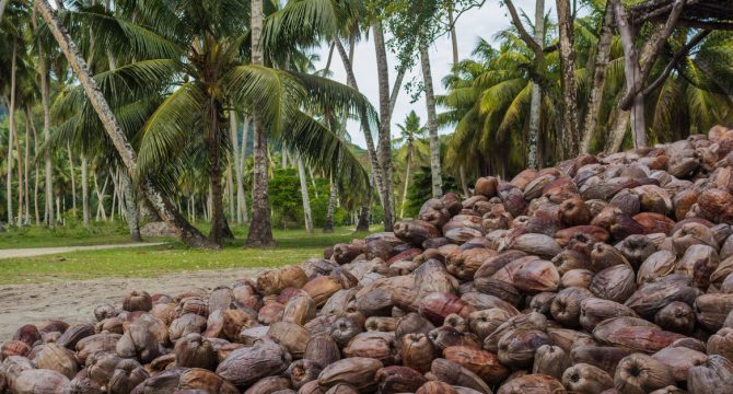 Image de Agriculture. Le mercredi 12 février 2025, le gouvernement ivoirien a franchi une étape décisive pour l’avenir de l’agriculture nationale. En conseil des ministres, une ordonnance a été adoptée pour placer la filière coco sous la régulation du Conseil hévéa palmier à huile. Cette décision, annoncée par Amadou Coulibaly, ministre de la Communication et porte-parole du gouvernement, vise à redynamiser la filière coco et à renforcer la position de la Côte d’Ivoire comme l’un des leaders mondiaux de la production et de la transformation de la noix de coco. Cette réforme s’inscrit dans une politique plus large de gestion efficiente des finances publiques et de modernisation des filières agricoles stratégiques. Mais quels sont les enjeux de cette décision et quelles en seront les implications pour les acteurs de la filière coco ? Une réforme pour redynamiser la filière coco La filière coco représente un pilier essentiel de l’économie agricole ivoirienne. Avec une production annuelle de plus de 2 millions de tonnes, la Côte d’Ivoire est le premier producteur mondial de noix de coco. Cependant, malgré ce potentiel, la filière fait face à de nombreux défis : manque de structuration, faible taux de transformation locale, fluctuations des prix sur le marché international et concurrence accrue. L’ordonnance adoptée par le gouvernement vise à répondre à ces défis en étendant les règles de régulation, de contrôle et de suivi déjà appliquées aux filières hévéa et palmier à huile à la filière coco. Cette décision permettra de mieux organiser la production, d’améliorer la qualité des produits et de renforcer la compétitivité de la filière sur les marchés internationaux. Selon Amadou Coulibaly, cette réforme s’inscrit dans une logique de « gestion efficiente des finances publiques » et de modernisation des filières agricoles. Elle permettra également de mieux encadrer les acteurs de la filière, des producteurs aux transformateurs, en passant par les exportateurs. Les implications de l’ordonnance : une nouvelle gouvernance pour la filière coco L’une des principales innovations de cette ordonnance est la recomposition du Conseil d’administration du Conseil hévéa palmier à huile. Désormais, ce conseil intégrera des représentants de l’interprofession de la filière coco, garantissant ainsi une meilleure prise en compte des spécificités et des besoins de cette filière. Cette réforme permettra de mettre en place une gouvernance plus inclusive et plus efficace, en associant tous les acteurs concernés à la prise de décision. Elle favorisera également une meilleure coordination entre les différentes filières agricoles, en particulier l’hévéa, le palmier à huile et la coco, qui partagent des enjeux communs en termes de production, de transformation et de commercialisation. En outre, cette ordonnance renforce les mécanismes de régulation et de contrôle, en s’appuyant sur la loi du 3 août 2017. Cette loi, qui fixe les règles relatives à la régulation, au contrôle et au suivi des activités des filières hévéa et palmier à huile, sera désormais étendue à la filière coco. Cela permettra de mieux lutter contre les pratiques frauduleuses, de garantir la traçabilité des produits et de renforcer la transparence dans la gestion de la filière. Les enjeux pour la Côte d’Ivoire : renforcer la compétitivité et la transformation locale La Côte d’Ivoire ambitionne de devenir un leader mondial non seulement dans la production, mais aussi dans la transformation de la noix de coco. Actuellement, une grande partie de la production est exportée sous forme brute, ce qui limite les retombées économiques pour le pays. La transformation locale permettrait de créer de la valeur ajoutée, de générer des emplois et de diversifier les débouchés commerciaux. L’ordonnance adoptée par le gouvernement s’inscrit dans cette perspective. En structurant et en régulant la filière coco, elle vise à créer un environnement propice à l’investissement dans la transformation locale. Cela pourrait attirer des investisseurs nationaux et internationaux, stimuler l’innovation et favoriser le développement de produits à haute valeur ajoutée, tels que l’huile de coco, le lait de coco ou les produits cosmétiques à base de coco. Par ailleurs, cette réforme contribuera à renforcer la position de la Côte d’Ivoire sur les marchés internationaux. En améliorant la qualité et la traçabilité des produits, elle permettra de répondre aux exigences des consommateurs et des régulateurs internationaux, tout en renforçant la compétitivité des exportations ivoiriennes. Les défis à relever : entre attentes et réalités Si cette réforme est saluée pour son ambition, elle ne manquera pas de poser des défis. Tout d’abord, sa mise en œuvre nécessitera une coordination étroite entre les différents acteurs de la filière, ainsi qu’un renforcement des capacités institutionnelles. Les producteurs, en particulier les petits exploitants, devront être accompagnés pour s’adapter aux nouvelles règles et en tirer pleinement profit. Ensuite, la question du financement de la transformation locale reste cruciale. Les investissements nécessaires pour moderniser les infrastructures et développer de nouveaux produits sont considérables. Le gouvernement devra donc mettre en place des incitations fiscales et des mécanismes de financement adaptés pour attirer les investisseurs et soutenir les initiatives locales. Enfin, cette réforme devra s’inscrire dans une vision à long terme, en tenant compte des enjeux environnementaux et sociaux. La production de noix de coco, comme celle de l’hévéa et du palmier à huile, a un impact sur les écosystèmes et les communautés locales. Il sera donc essentiel de promouvoir des pratiques agricoles durables et de garantir une répartition équitable des bénéfices de la filière. Alors que la Côte d’Ivoire s’engage dans une réforme ambitieuse pour redynamiser sa filière coco, une question demeure : comment concilier compétitivité économique, transformation locale et durabilité pour garantir un avenir prospère à cette filière stratégique ?