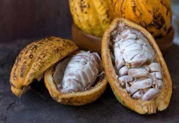 Image de Agriculture. Selon une publication de Ecofin, le cacao ivoirien pourrait être interdit au Brésil. La raison, le cacao ivoirien, à l'exportation, transporterait des insectes nuisibles ou des mauvaises herbes comme le "Striga". Ce qui serait un véritable souci pour les échanges brésilo-ivoiriens. Alors qu'on a encore du stock à exporter, nous craignons que ce souci ait une répercussion sur les revenus des acteurs de la filière cacao en Côte d'Ivoire. Le Brésil représente moins de 1 % des expéditions, cela affectera-t-il les performances de la filière ivoirienne?