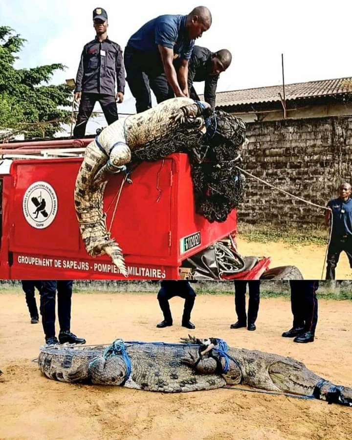 Image de Faits Divers. Un crocodile a été capturé dans la commune de Cocody, au niveau du Golf alors qu'il se promenait en toute liberté. Aperçu par la population, celui ci a finalement été capturé par les Sapeurs pompiers. Il y a donc lieu d'appeler la population à plus de vigilance surtout celle vivant sur les bords de la lagune Ebrié car c'est certainement de là que viennent ces animaux. Avez vous déjà été témoins d'un tel fait?