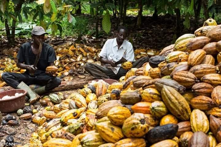 Image de Politique. Le Gouvernement Ivoirien vient de confirmer le prix bord champ du cacao pour la campagne intermédiaire 2023. Les producteurs pourront vendre leur produit à 900 FCFA le kilogramme durant cette campagne. Le prix reste donc stable depuis la campagne précédente. Cependant l'on se demande si le cacao reste encore profitable aux producteurs vu l'impact négatif qu'à le climat sur les productions qui s'amenuisent? Devrons nous poursuivre avec le cacao et le café ou penser à d'autres options?