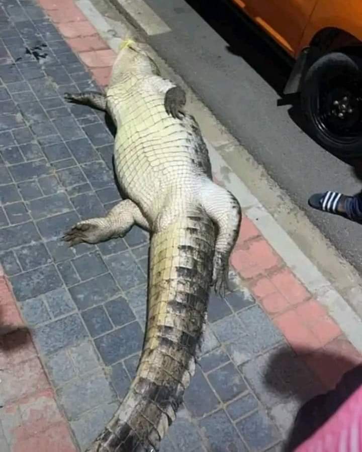 Image de Faits Divers. Cela devient récurrent de croiser un crocodile dans la ville d'Abidjan et plus particulièrement dans la commune de Cocody. Serait ce que les animaux ont ils décidé de fuir la lagune afin d'envahir le territoire des hommes? Il n'ya pas longtemps qu'un crocodile avait déjà été aperçu puis capturé dans la même zone de Cocody, au niveau du Golf. Ce dernier-ci n'a pas eu la chance, il a été percuté par un taxi qui n'avait pas remarqué sa presence. C'est une situation inquiétante que d'être envahi par ces reptiles qui restent une menace pour la population. Que feriez vous si vous rencontrez un crocodile devant chez vous?