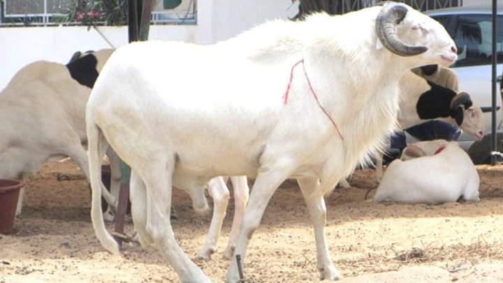 Deuxième Image de Société. Les autorités musulmanes en Côte d'Ivoire ont annoncé à la communauté musulmane que la célébration de la fête de Tabaski se fera le mercredi 28 Juin 2023. Alors que beaucoup prévoyaient la fête pour le jeudi, finalement celle-ci se fera un jour plus tôt. J'espère que cela ne dérange pas les plans de plusieurs personnes. Cela impacte-t-il vos plans?