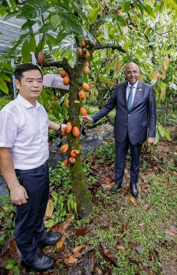 Image de Société. Selon une information qui circule sur la toile, l'exportation du cacao ivoirien est suspendu à cause des conséquences des fortes pluies qui s'abattent sur le pays. Ces pluies ont innondé de nombreuses exploitations, ce qui fait que le pays ne pourra plus poursuivre l'exportation. J'ai peur que si cette information se confirme cette situation affecte les paysans qui placent en la commercialisation du cacao tant d'espoir. Rappelons que le cacao constitue pour plusieurs paysans la plus importante source de revenus financiers. Qu'en pensez-vous ?