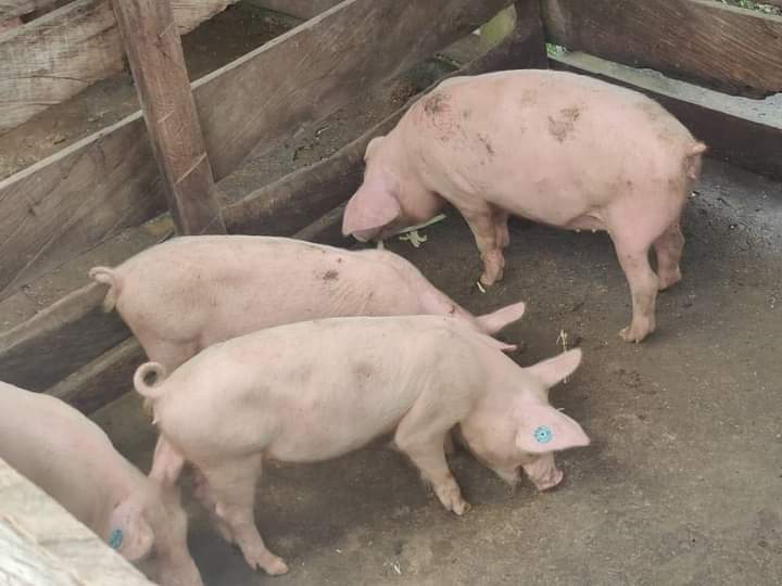 Image de Société. Il semblerait que des foyers de peste porcine africaine ont été découverts en Côte d'Ivoire, particulièrement dans la région de Soubré, dans le sud-ouest. Pour rappel, c'est une maladie animale très contagieuse qui pourrait dissiper toute un élevage. Une situation qui suscite des inquiétudes chez les éleveurs. Que préconisez vous afin de circonscrire la maladie et éviter son expansion ?