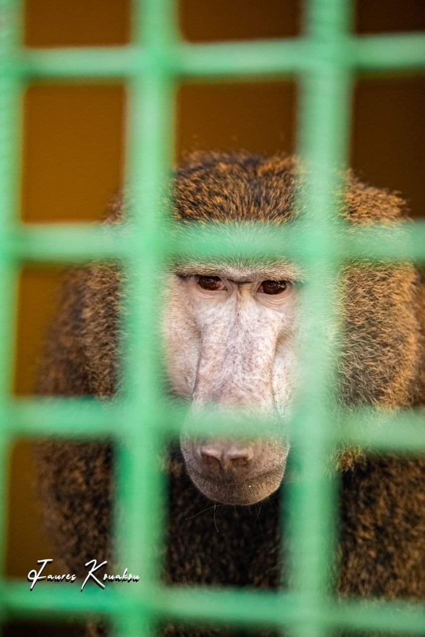 Image de Société. Le Zoo National d'Abidjan est bien plus qu'un simple parc animalier. C'est un lieu emblématique où l'enjeu majeur est d'éduquer la population ivoirienne sur la richesse de sa propre biodiversité. Comme l'a souligné Monsieur Youssouf Traoré, Préfet Hors-Grade et Directeur du zoo, l'objectif premier est d'inciter les Ivoiriens à réaliser qu'ils ont un véritable trésor vivant à leur disposition. Ce trésor, c'est le zoo lui-même, qui renferme une incroyable variété d'animaux, des créatures réelles, et non pas des créations ou des mirages. Les Ivoiriens ont désormais la possibilité de découvrir ces merveilles de la nature sans devoir dépenser une fortune pour voyager à l'étranger. Cependant, pour que cette mission éducative soit couronnée de succès, il est nécessaire de creuser plus profondément et de comprendre les implications et les avantages de la préservation de la faune et de la flore au sein du zoo national. L'événement marquant du mercredi 25 octobre 2023, la journée portes ouvertes au Zoo National d'Abidjan, a été l'occasion de mettre en avant l'importance de la sensibilisation du public à la protection de la faune et de la flore. L'événement a été honoré par la présence du Chef du Cabinet du Ministre des Eaux & Forêts, Monsieur Dogoni Moussa, ainsi que par la participation de nombreuses écoles de la région. Au-delà de l'aspect festif que ces journées portent souvent en elles, cette occasion a revêtu une signification profonde pour ceux qui ont organisé et assisté à cet événement. En effet, l'objectif principal de cette journée portes ouvertes était de susciter un ferme engagement en faveur de la préservation des espèces animales et végétales parmi le public. Il est essentiel de rappeler que la Côte d'Ivoire possède une biodiversité exceptionnelle, avec une variété d'espèces animales et végétales uniques en leur genre. Cependant, cette richesse est souvent méconnue ou négligée par une grande partie de la population. Le zoo, en tant qu'institution, joue un rôle crucial dans la sensibilisation du public à cette richesse naturelle. En particulier, cette journée portes ouvertes visait à éduquer les enfants sur la faune et la flore, les aidant à développer une meilleure compréhension et une plus grande appréciation de la nature. En leur permettant de découvrir de près les animaux vivants, les enseignants et les responsables du zoo espéraient semer les graines de la curiosité et de l'amour pour la nature dans le cœur des jeunes générations. Cette éducation environnementale est essentielle pour garantir la conservation à long terme de la biodiversité de la Côte d'Ivoire. Une des activités phares de la journée portes ouvertes a été la présentation du zoo lui-même. Le Zoo National d'Abidjan abrite actuellement 524 animaux répartis en 52 espèces différentes. Cette diversité reflète la richesse de la faune nationale et internationale. Des spécialistes en zoologie et en écologie ont pris le temps d'expliquer les caractéristiques et les besoins de ces animaux aux visiteurs. Cela va bien au-delà de l'observation passive ; cela encourage une compréhension profonde des créatures qui partagent notre planète. De plus, les échanges entre les spécialistes et les visiteurs ont été un moment de partage de connaissances. Les questions des visiteurs ont été accueillies avec enthousiasme, et des réponses détaillées ont été fournies pour éclairer davantage le public sur les enjeux de la conservation et de la protection de la faune et de la flore. La compréhension des menaces qui pèsent sur de nombreuses espèces animales et végétales est essentielle pour susciter un engagement en faveur de leur préservation. La visite guidée du zoo et du parc d'attraction a également été un moment fort de la journée. Les visiteurs, qu'ils soient des élèves curieux ou des adultes en quête d'éducation, ont eu l'opportunité de découvrir de près les animaux et de s'imprégner de leur environnement. La proximité avec la faune vivante peut être une expérience transformante, susceptible de créer un lien émotionnel fort avec les animaux et leur habitat. Enfin, il est important de noter que le directeur général du zoo a tenu à rassurer l'ensemble de la population que tous les animaux du zoo sont traités avec le plus grand soin et qu'ils reçoivent une alimentation appropriée. Cette garantie est cruciale pour éliminer toute préoccupation concernant le bien-être des animaux au sein du zoo et pour encourager la visite des citoyens, en particulier des parents qui souhaitent emmener leurs enfants à la découverte de la faune. Maintenant, à la question de savoir comment le Zoo National d'Abidjan peut continuer à élargir sa portée éducative et son impact sur la préservation de la faune et de la flore, plusieurs éléments doivent être pris en considération. Tout d'abord, il est nécessaire de développer des programmes éducatifs solides et de les étendre aux écoles locales. Il ne s'agit pas seulement d'inviter des élèves à des journées portes ouvertes occasionnelles, mais de mettre en place des partenariats durables avec les établissements scolaires pour intégrer l'éducation environnementale dans leurs programmes. De plus, le zoo pourrait collaborer avec des organisations de conservation de la nature pour mener des initiatives de sensibilisation plus larges. Cela pourrait inclure des campagnes de sensibilisation dans les communautés locales, des ateliers éducatifs, et des projets de recherche sur la biodiversité. Le zoo peut également jouer un rôle actif dans la protection des espèces menacées, en participant à des programmes de reproduction en captivité et de réintroduction dans la nature. En outre, la sensibilisation du public peut être renforcée en développant des installations éducatives interactives au sein du zoo. Des expositions, des panneaux informatifs, des projections vidéo et d'autres moyens de communication visuelle peuvent aider à expliquer. Et vous , que pourriez vous suggérer afin de rendre le zoo plus attractif?