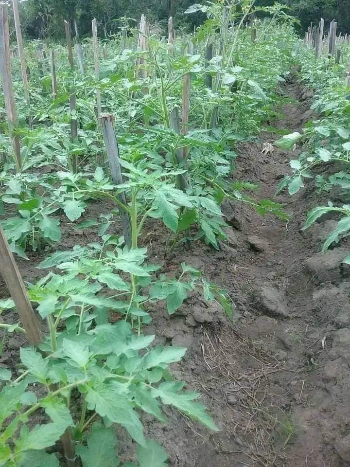 Image de Agriculture. L'agriculture en Côte d'Ivoire est en plein essor. De nouvelles techniques culturales voient le jour, jour après jour. Au nombre de celles-ci, on a la culture sous serre, les cultures irriguées et la mécanisation dans certaines plantations. L'objectif immédiat de ce changement ou de ces innovations vise à insuffler un souffle nouveau à l'agriculture dans notre pays qui était encore manuelle et constituée principalement de petites exploitations. Cette évolution est le résultat d'efforts considérables déployés par le gouvernement ivoirien, les agriculteurs, et les partenaires internationaux. Dans ce texte, nous allons explorer en détail ces nouvelles tendances, examiner les défis auxquels l'agriculture ivoirienne est confrontée, et réfléchir aux perspectives futures pour ce secteur vital. La culture sous serre est l'une des innovations les plus remarquables dans le domaine de l'agriculture en Côte d'Ivoire. Elle offre un contrôle optimal de l'environnement de croissance des plantes, ce qui permet une augmentation significative de la productivité et la possibilité de cultiver des produits hors saison. Cette technique est particulièrement bénéfique pour les cultures maraîchères telles que les tomates, les poivrons, et les concombres. La culture sous serre permet également de réduire les pertes liées aux intempéries et aux ravageurs, tout en économisant l'eau, une ressource précieuse dans certaines régions de la Côte d'Ivoire. Les cultures irriguées jouent également un rôle crucial dans la transformation de l'agriculture ivoirienne. La Côte d'Ivoire est un pays tropical caractérisé par une saison des pluies bien définie, mais les périodes de sécheresse peuvent être dévastatrices pour l'agriculture. Les systèmes d'irrigation modernes permettent aux agriculteurs de cultiver des terres tout au long de l'année, en maximisant les rendements. Les rizières irriguées, par exemple, ont connu un essor considérable, contribuant à renforcer la sécurité alimentaire du pays et à réduire sa dépendance vis-à-vis des importations de riz. La mécanisation de l'agriculture est une autre évolution majeure en Côte d'Ivoire. Alors que l'agriculture était largement manuelle, avec de petites exploitations familiales, l'introduction de machines agricoles modernes a permis d'augmenter l'efficacité de la production. Les tracteurs, les moissonneuses-batteuses et les équipements de labour facilitent les tâches agricoles, réduisent la pénibilité du travail, et augmentent la productivité. La mécanisation est essentielle pour répondre à la demande croissante en produits agricoles due à la croissance démographique et à l'urbanisation rapide de la Côte d'Ivoire. Ces innovations dans le secteur agricole ivoirien sont une réponse à un ensemble de défis et de besoins pressants. Tout d'abord, la population de la Côte d'Ivoire augmente rapidement, ce qui signifie que la demande en produits agricoles est en constante croissance. Les méthodes traditionnelles de production ne sont plus suffisantes pour répondre à cette demande croissante. De plus, les petites exploitations familiales sont souvent confrontées à des défis tels que la faible productivité, la vulnérabilité aux aléas climatiques, et la difficulté d'accès aux marchés. Les innovations telles que la culture sous serre, l'irrigation et la mécanisation offrent des solutions potentielles à ces problèmes. Par ailleurs, l'agriculture ivoirienne est exposée à des risques liés aux changements climatiques. Les variations climatiques, y compris des saisons des pluies irrégulières et des phénomènes météorologiques extrêmes, peuvent compromettre la production agricole. Les systèmes de culture sous serre et d'irrigation permettent une adaptation plus efficace aux conditions changeantes, offrant ainsi une certaine résilience face aux défis climatiques. L'accès aux marchés est un autre défi majeur pour les agriculteurs en Côte d'Ivoire. De nombreuses petites exploitations ont du mal à écouler leurs produits vers les centres urbains et les marchés internationaux en raison de problèmes logistiques et de l'absence d'infrastructures adéquates. Les investissements dans la mécanisation et la chaîne d'approvisionnement agricole peuvent aider à surmonter ces obstacles, en facilitant le transport des produits et en améliorant leur qualité. La formation des agriculteurs est un élément essentiel de la réussite de ces nouvelles techniques. Les agriculteurs doivent acquérir des compétences pour utiliser efficacement les serres, les systèmes d'irrigation et les machines agricoles. Les organismes gouvernementaux et les organisations internationales jouent un rôle important dans la fourniture de formation et de soutien technique aux agriculteurs. Il est également crucial d'assurer un accès adéquat aux intrants agricoles, tels que les semences de qualité, les engrais et les pesticides, pour garantir le succès des nouvelles pratiques agricoles. Les innovations dans le secteur agricole ivoirien ouvrent la voie à de nombreuses opportunités. Tout d'abord, elles contribuent à la réduction de la pauvreté en offrant aux agriculteurs la possibilité d'augmenter leurs revenus grâce à des rendements plus élevés. En outre, elles renforcent la sécurité alimentaire du pays en augmentant la production agricole. La Côte d'Ivoire a également le potentiel de devenir un exportateur net de produits agricoles, en tirant parti de ses avantages comparatifs, de ses ressources naturelles et de ses innovations technologiques. Cependant, ces innovations ne sont pas sans défis. Le coût initial de mise en place de certaines de ces technologies peut être élevé, ce qui peut représenter un obstacle pour de nombreux agriculteurs, en particulier ceux qui exploitent de petites parcelles de terre. Il est nécessaire de mettre en place des mécanismes de financement agricole abordables pour soutenir l'adoption de ces nouvelles pratiques. Un autre défi est la gestion durable des ressources.