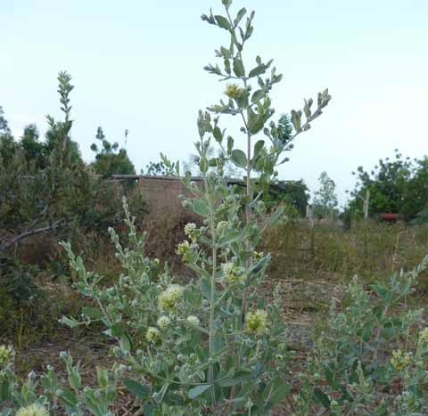 Image de Santé. GUIERA SENEGALENSIS / NGEER Arbuste pouvant atteindre 3 mètres, souvent buisson de moins de 1,5 mètres. Très commun au Sahel, il envahit les jachères. On lui reconnait des actions béchiques (traitement de la toux), eupneïde (qui favorise la respiration), fébrifuge d’où la prescription pour la toux et les états dyspneïque, le paludisme pneumopathe et bronchopathe. Il est souvent associé à Combretum micranthum. Ses racines contre le choléra et en cas d’insuffisance de sperme, sa tige feuillée soigne les caries et les abcès dentaires, les rhumes. On lui reconnait des actions antitussives, fébrifuges, diurétiques et galactogènes. Les feuilles sont vendues dans les marchés et utilisées sous forme de décoction.