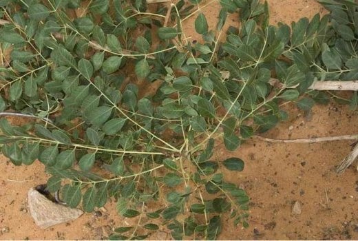 Image de Santé. CASSIA ITALICA (OU SÉNÉ DU SÉNÉGAL) / LAYDUR Sous arbrisseau dépassant rarement 50 cm, vivace par sa souche d’où partent plusieurs tiges. Feuilles glauques glabres composées de 5 - 6 paires de folioles, gousse plate. On le retrouve dans toute la région sahélienne, hors des zones inondables. Peu abondant, souvent regroupé en petit peuplement. Les feuilles et à défaut les racines ou écorces quand pendant la saison sèche, l’arbrisseau est défeuillé sont couramment utilisées comme laxatif, purgatif et vermifuge. Remarque : son action peut dépendre de la situation géographique.