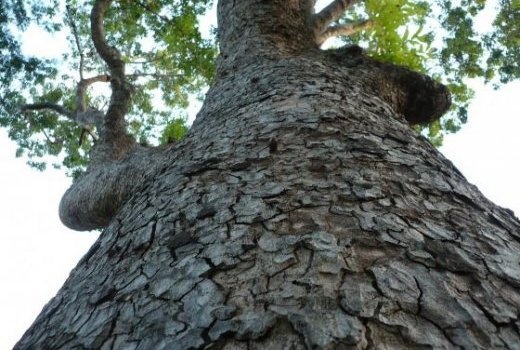 Image de Santé. KHAYA SÉNÉGALENSIS (CAÏCÉDRAT, ACAJOU DU SÉNÉGAL) / HAY Grand arbre de 25 à 30 mètres, à fût généralement court et trapus pouvant dépasser 2 mètres de diamètre à la base avec un faible empattement. On utilise les écorces macérées ou décoctées auxquelles on ajoute parfois des feuilles à la préparation. Il est utilisé contre de nombreuses maladies : la blennorragie, la constipation, les démangeaisons, la fièvre, les plaies, les maux de dents, le paludisme, les ulcères phagédénique, les vers et à une action tonifiante.