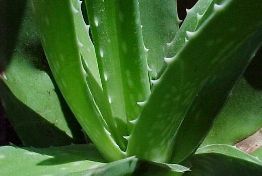 Image de Santé. ALOE VERA / ALOÈS VRAI Ses feuilles (suc) sont utilisées en cataplasme sur les plaies, blessures, fractures contre l’herpès action anti-inflammatoire, antibiotique, hydratant ; Sa (Pulpe) en cas de gastrite et maux de dents.