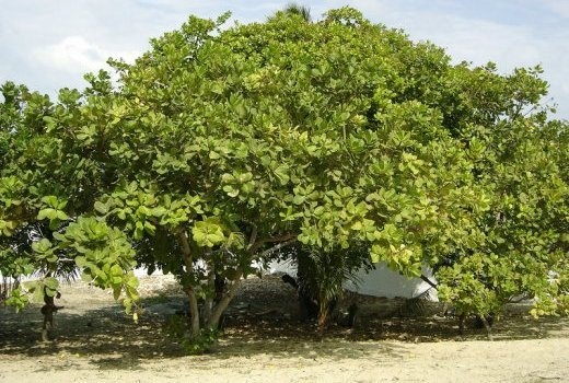 Image de Santé. ANACARDIUM OCCIDENTALE / DARKASE Son écorce a une action hypoglycémiante, hypotenseur, anti-inflammatoire traite le diabète insipide. Ses feuille servent à soigner la rougeole, blennorragie ; Sa pomme cajou a une action laxative et traite les verrues ; Sa noix (l’huile) est utilisée contre les ulcères, les vers, les eczémas, les dermatites.