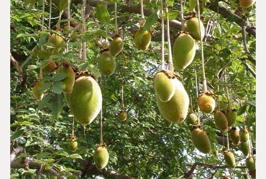 Image de Santé. ADANSONIA DIGITATA (BAOBAB) / GUY Très utilisé pour de multiples usages : maux de dents, digestion difficile, hépatite, abcès, stomatites, conjonctivite, gingivite, asthme, hémorragie, diarrhées, dermatoses. L’écorce en décoction est utilisée contre la fièvre, bain pour les yeux, pour soigner les plaies aussi. Ses feuilles (riche en vitamines), sont séchées et transformées en poudre pour l’asthme, en infusion en cas de diarrhées. Son jus de fruit est très prisé en Afrique.