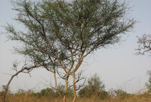 Image de Santé. ACACIA ALBIDA / KADD Ses racines sont utilisées contre la conjonctivite, la cataracte, les maux d’oreilles ; l’écorce a des capacités diurétiques, antipaludiques. On l’utilise aussi contre les otites, les oreillons, la toux. ACACIA ATAXACANTHA / ACACIA Son écorce est utilisée contre les caries dentaires, en inhalation en cas de bronchite et de toux ; ses racines et feuilles en lotion et boisson pour les dermatoses. ACACIA ANDOSONII / NEP NEP Sa gousse sert dans le traitement de la dysenterie. ACACIA NILOTICA / GONAKIÉ Ses racines soignent la cataracte, son rameau contre les caries dentaire, son écorce soigne les aphtes, gingivite, caries dentaires, diarrhées, dysenterie, stomatites, douleurs gastro-intestinales et sa gousse procure une action anti diarrhéique, anti dysentérique, et soigne les otites. ACACIA SEYAL / SURUR Ses feuilles et son écorce sont anti diarrhéiques, soignent les ulcères gastriques ; Sa gomme, est utilisée en cas d’inflammation de l’appareil respiratoire ou bucco pharyngé. Trempé dans l’eau chaude, elle apaise les rhumatismes chroniques.