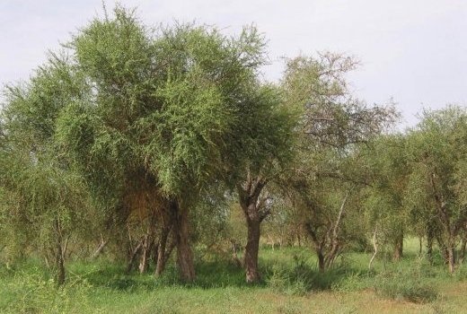 Image de Santé. BALANITES AEGYPTIACA (SÉRÉNÉ) SUMP Ses racines calmantes, purgatives servent en cas de fièvre jaune, dysenterie amibienne, ses feuilles en cas de goitre, son écorce contre les amygdalites, les bronchites, les affections pulmonaires, les nausées, la constipation, la syphilis. Son fruit laxatif, diminue le taux de cholestérol, en cas d’ictère, de rhumatismes. Son rameau feuillé en prévention des caries dentaires car enlève le tartre.