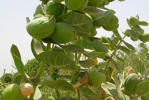 Image de Santé. CALOTROPIS POCERA (ARBRE À SOIE, POMME DE SODOME) / FAFTAN Ses racines sont utilisées contre l’arthrite, l’ictère, les vomissements, l’hépatite, les néphrites, l’empoisonnement. Sa tige pour soigner les cirrhoses, l’hépatite, la migraine, les mycoses, contre la teigne et les oxyures. Le latex est utilisé comme purgatif, éméto-cathartique (en cas d’intoxication aiguë), les durillons, les verrues. Ses feuilles peuvent être fumées par les asthmatiques.