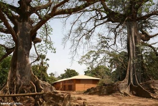 Image de Santé. CEIBA PENTANDRA (FROMAGER) / BENTENE Son écorce en décoction agit contre les aphtes, la blennorragie, les diarrhées, la gingivite, les maux de ventre et l’ictère. La pulpe de ses feuilles contre les panaris. Ses feuilles soignent aussi les conjonctivites purulentes, le tétanos infantile et ses fruits sont une source de fibres hémostatiques permettant de soigner les circoncis.