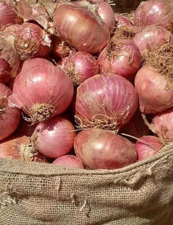 Image de Cuisine. La conservation des oignons coupés peut poser problème en raison de leur forte odeur qui peut envahir le réfrigérateur. Même si l'idéal est d'acheter des oignons selon nos besoins, il arrive parfois que des restes doivent être conservés. Voici deux méthodes fiables pour conserver un oignon coupé sans altérer la fraîcheur du légume ni laisser des odeurs dans le frigo, réduisant ainsi le gaspillage. Méthodes de Conservation 1) Conservation Optimale au Frigo Pour conserver un oignon coupé dans le frigo tout en limitant les odeurs, plusieurs étapes peuvent être suivies : Enduire la chair de l'oignon avec du beurre ou de l'huile pour la protéger et absorber les odeurs. Envelopper l'oignon dans de l'aluminium ou le placer dans une boîte hermétique. Une autre méthode consiste à le conserver dans une eau légèrement vinaigrée pour réduire l'oxydation, puis à le ranger dans le bac à légumes. Il est cependant important de noter que même avec ces précautions, un oignon coupé ne se conserve pas indéfiniment au réfrigérateur. Il perd peu à peu ses nutriments et s'oxyde, devenant impropre à la consommation en environ une semaine, au maximum. 2) Option Congélation Bien que la congélation puisse altérer le goût des oignons, elle offre une solution pratique pour préparer ses ingrédients à l'avance et gagner du temps en cuisine. Voici comment procéder : Couper l'oignon en rondelles ou en cubes selon vos préférences. Placer les morceaux dans un sac de congélation en éliminant l'air. Cette méthode permet de conserver un oignon coupé pendant une période prolongée, idéale lorsque vous ne prévoyez pas de l'utiliser rapidement. L'oignon congelé ainsi stocké restera en parfait état au congélateur, prêt à être utilisé pour des recettes où le goût d'oignon prononcé n'est pas essentiel. Conclusion En utilisant ces deux méthodes simples, vous pourrez conserver vos oignons coupés sans craindre les odeurs désagréables dans votre réfrigérateur, limitant ainsi le gaspillage alimentaire.