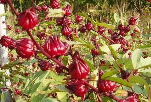 Image de Santé. HIBISCUS SABDARIFLA (OSEILLE DE GUINÉE) BISSAP Ses racines produisent une action laxative, purgative ; la pulpe de ses racines est utilisée en pansement pour hâter la maturité des abcès ou en friction sur la poitrine pour calmer les bronchites. Ses feuilles desséchées (riche en mucilage, a. citrique, tartrique et vitamine C) produisent une action antiseptique, antifongique, désaltérante, diurétique, sudorifique. Ses feuilles en décoction sont utilisées contre la rougeole. Son jus de fruit est très prisé en Afrique.