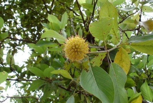 Image de Santé. MITRAGYNA INERMIS (JUN) / XOOS Ses feuilles en infusion sont utilisées contre la fièvre, l’hypertension et stimulent les intestins. Sa tige feuillée en décoction produit une action diurétique. Son écorce est appliquée sur les plaies pour les cicatriser.