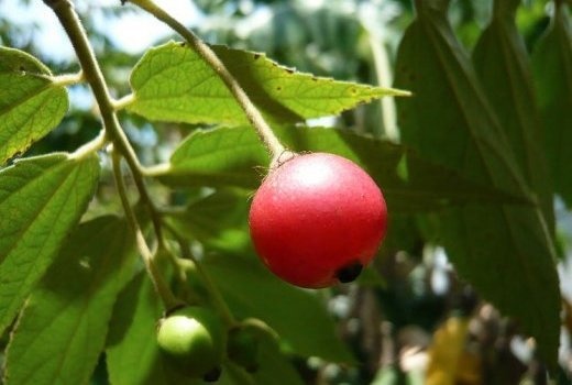 Image de Santé. APHANIA SENEGALENSIS / KHEWAR L’Aphania senegalensis ou encore le Lepisanthes senegalensis est communément appelé le cerisier du Cayor, une espèce typiquement forestière et fruitière. En wolof Khemar ou Xëwer, il est également connu par le nom de Syzygium guineense. C’est un arbre moyen à la croissance lente et qui produit de petites baies sucrées de couleur rouge écarlate à maturité. Il a une prédilection pour les zones argileuses et garde toujours curieusement, quelques feuilles... Ses fruits ont jusque récemment fait l’objet d’un commerce intense qui explique la disparition progressive de l’espèce, due également à l’urbanisation galopante, mais aussi par la toxicité avérée des graines. Il reste qu’elle jouit d’une grande considération auprès des thérapeutes traditionnels qui lui reconnaissent des vertus d’antivenimeux, vermifuge, vulnéraire et de bon cicatrisant. Ses écorces et feuilles sont employées dans les maladies broncho-pulmonaires. Comme le Syzygium guineense, la plante est également utilisée comme dopant et pour combattre la douleur.