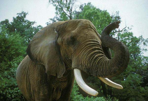 Image de Animaux. Ah, la question fascinante de savoir quel est l'animal le plus fort de la planète ! En tant que passionné de la nature, je trouve que cette interrogation nous plonge dans un monde captivant où la force prend des formes étonnamment variées. Explorer cette question nous permet de découvrir des adaptations incroyables, des capacités surprenantes, et de remettre en question nos notions préconçues de la force animale. Pour commencer, déterminer la force d'un animal peut être complexe, car la force peut être mesurée de différentes manières. Est-ce la force physique brute, la capacité à soulever des charges lourdes, ou est-ce la force relative, tenant compte de la taille et du poids de l'animal ? Certains animaux démontrent leur puissance par leur agilité, leur endurance, ou même leur intelligence. Alors, quelle mesure de la force devrions-nous privilégier ? Si l'on considère la force physique brute, l'éléphant vient souvent à l'esprit. Ces mastodontes impressionnants peuvent soulever des objets incroyablement lourds avec leur trompe puissante. L'éléphant d'Afrique, en particulier, peut soulever des charges allant jusqu'à quatre tonnes. Cette capacité à manœuvrer des objets massifs dans leur environnement en fait des candidats sérieux pour le titre d'animal le plus fort, du moins en termes de force physique pure. Cependant, il serait injuste de ne pas mentionner le scarabée rhinocéros. Ce petit coléoptère peut soulever des objets jusqu'à 850 fois son propre poids, ce qui est équivalent à un humain soulevant environ 80 tonnes. Une telle force impressionnante pour sa taille en fait l'un des animaux les plus forts proportionnellement parlant. Cela souligne la complexité de la question, car la taille et le poids jouent un rôle crucial dans la définition de la force. Si nous élargissons notre vision de la force pour inclure des aspects comme l'endurance, alors le guépard entre en jeu. Ce prédateur majestueux peut atteindre des vitesses ahurissantes lors de ses chasses, dépassant 100 kilomètres à l'heure en quelques secondes. Bien que les guépards ne soient pas les plus imposants physiquement, leur vitesse et leur agilité les rendent redoutablement forts dans leur propre domaine. D'un autre côté, si nous considérons la force sous l'angle de l'agilité et de la coordination, alors les prédateurs marins tels que l'orque se distinguent. Les orques, ou épaulards, sont connues pour leur intelligence exceptionnelle et leur capacité à chasser en groupe de manière coordonnée. Leur force réside dans leur collaboration, leur stratégie de chasse et leur adaptabilité aux environnements marins variés. Pourtant, la force ne se limite pas à des caractéristiques physiques. Si nous évaluons la force en termes d'adaptabilité à des environnements extrêmes, alors les tardigrades, aussi connus sous le nom d'ours d'eau, sont de sérieux prétendants. Ces micro-animaux résistants peuvent survivre à des conditions environnementales extrêmes, y compris le vide spatial et des niveaux élevés de radiations, grâce à leur capacité à entrer dans un état de dessiccation réversible. En parlant de résilience, les fourmis méritent également d'être mentionnées. Les fourmis travailleuses peuvent soulever des charges jusqu'à cinquante fois leur propre poids, ce qui est impressionnant en soi. Mais ce qui rend vraiment les fourmis incroyables, c'est leur force collective en tant que colonie. Leur capacité à travailler ensemble, à résoudre des problèmes en groupe et à s'adapter à leur environnement fait de ces petits insectes une force redoutable dans le monde animal. Maintenant, abordons la question de la force d'une manière plus abstraite, en considérant la force comme la capacité à s'adapter et à prospérer dans des conditions changeantes. Sous cet angle, l'Homme émerge comme un prétendant légitime. Notre force réside dans notre intelligence, notre capacité à créer des outils, à développer des technologies et à modifier notre environnement pour répondre à nos besoins. Certains pourraient soutenir que notre force a également conduit à des impacts négatifs sur la planète, soulevant ainsi des questions éthiques. En fin de compte, la question de l'animal le plus fort dépend largement de la manière dont nous définissons la force. Si nous la considérons à travers le prisme de la puissance brute, l'éléphant pourrait revendiquer le titre. Si nous l'abordons du point de vue de l'endurance, le guépard pourrait être en tête. Cependant, si nous considérons des aspects plus subtils de la force, tels que la collaboration, l'intelligence, et l'adaptabilité, alors d'autres prétendants, tels que les fourmis, les orques, ou même les humains, entrent en jeu. Cela souligne la richesse de la diversité animale sur notre planète et la façon dont chaque espèce a évolué pour exceller dans des domaines spécifiques. Il est peut-être injuste de chercher à désigner un seul animal comme le plus fort, car la force, sous ses différentes formes, se manifeste de manière étonnante dans le règne animal. Peut-être que la vraie question n'est pas de savoir qui est le plus fort, mais plutôt comment chaque espèce utilise sa force distinctive pour prospérer dans son propre écosystème. Ainsi, je me demande : qu'est-ce qui, selon vous, définit véritablement la force dans le règne animal, et quel animal pensez-vous incarne le mieux cette idée de force dans la nature ?