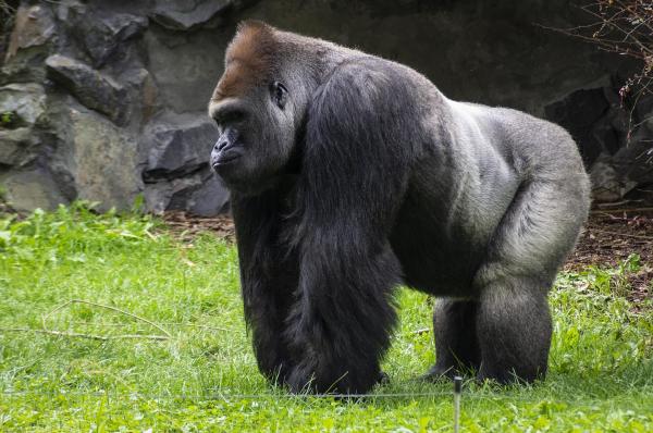 Deuxième Image de Animaux. Ah, la question fascinante de savoir quel est l'animal le plus fort de la planète ! En tant que passionné de la nature, je trouve que cette interrogation nous plonge dans un monde captivant où la force prend des formes étonnamment variées. Explorer cette question nous permet de découvrir des adaptations incroyables, des capacités surprenantes, et de remettre en question nos notions préconçues de la force animale. Pour commencer, déterminer la force d'un animal peut être complexe, car la force peut être mesurée de différentes manières. Est-ce la force physique brute, la capacité à soulever des charges lourdes, ou est-ce la force relative, tenant compte de la taille et du poids de l'animal ? Certains animaux démontrent leur puissance par leur agilité, leur endurance, ou même leur intelligence. Alors, quelle mesure de la force devrions-nous privilégier ? Si l'on considère la force physique brute, l'éléphant vient souvent à l'esprit. Ces mastodontes impressionnants peuvent soulever des objets incroyablement lourds avec leur trompe puissante. L'éléphant d'Afrique, en particulier, peut soulever des charges allant jusqu'à quatre tonnes. Cette capacité à manœuvrer des objets massifs dans leur environnement en fait des candidats sérieux pour le titre d'animal le plus fort, du moins en termes de force physique pure. Cependant, il serait injuste de ne pas mentionner le scarabée rhinocéros. Ce petit coléoptère peut soulever des objets jusqu'à 850 fois son propre poids, ce qui est équivalent à un humain soulevant environ 80 tonnes. Une telle force impressionnante pour sa taille en fait l'un des animaux les plus forts proportionnellement parlant. Cela souligne la complexité de la question, car la taille et le poids jouent un rôle crucial dans la définition de la force. Si nous élargissons notre vision de la force pour inclure des aspects comme l'endurance, alors le guépard entre en jeu. Ce prédateur majestueux peut atteindre des vitesses ahurissantes lors de ses chasses, dépassant 100 kilomètres à l'heure en quelques secondes. Bien que les guépards ne soient pas les plus imposants physiquement, leur vitesse et leur agilité les rendent redoutablement forts dans leur propre domaine. D'un autre côté, si nous considérons la force sous l'angle de l'agilité et de la coordination, alors les prédateurs marins tels que l'orque se distinguent. Les orques, ou épaulards, sont connues pour leur intelligence exceptionnelle et leur capacité à chasser en groupe de manière coordonnée. Leur force réside dans leur collaboration, leur stratégie de chasse et leur adaptabilité aux environnements marins variés. Pourtant, la force ne se limite pas à des caractéristiques physiques. Si nous évaluons la force en termes d'adaptabilité à des environnements extrêmes, alors les tardigrades, aussi connus sous le nom d'ours d'eau, sont de sérieux prétendants. Ces micro-animaux résistants peuvent survivre à des conditions environnementales extrêmes, y compris le vide spatial et des niveaux élevés de radiations, grâce à leur capacité à entrer dans un état de dessiccation réversible. En parlant de résilience, les fourmis méritent également d'être mentionnées. Les fourmis travailleuses peuvent soulever des charges jusqu'à cinquante fois leur propre poids, ce qui est impressionnant en soi. Mais ce qui rend vraiment les fourmis incroyables, c'est leur force collective en tant que colonie. Leur capacité à travailler ensemble, à résoudre des problèmes en groupe et à s'adapter à leur environnement fait de ces petits insectes une force redoutable dans le monde animal. Maintenant, abordons la question de la force d'une manière plus abstraite, en considérant la force comme la capacité à s'adapter et à prospérer dans des conditions changeantes. Sous cet angle, l'Homme émerge comme un prétendant légitime. Notre force réside dans notre intelligence, notre capacité à créer des outils, à développer des technologies et à modifier notre environnement pour répondre à nos besoins. Certains pourraient soutenir que notre force a également conduit à des impacts négatifs sur la planète, soulevant ainsi des questions éthiques. En fin de compte, la question de l'animal le plus fort dépend largement de la manière dont nous définissons la force. Si nous la considérons à travers le prisme de la puissance brute, l'éléphant pourrait revendiquer le titre. Si nous l'abordons du point de vue de l'endurance, le guépard pourrait être en tête. Cependant, si nous considérons des aspects plus subtils de la force, tels que la collaboration, l'intelligence, et l'adaptabilité, alors d'autres prétendants, tels que les fourmis, les orques, ou même les humains, entrent en jeu. Cela souligne la richesse de la diversité animale sur notre planète et la façon dont chaque espèce a évolué pour exceller dans des domaines spécifiques. Il est peut-être injuste de chercher à désigner un seul animal comme le plus fort, car la force, sous ses différentes formes, se manifeste de manière étonnante dans le règne animal. Peut-être que la vraie question n'est pas de savoir qui est le plus fort, mais plutôt comment chaque espèce utilise sa force distinctive pour prospérer dans son propre écosystème. Ainsi, je me demande : qu'est-ce qui, selon vous, définit véritablement la force dans le règne animal, et quel animal pensez-vous incarne le mieux cette idée de force dans la nature ?