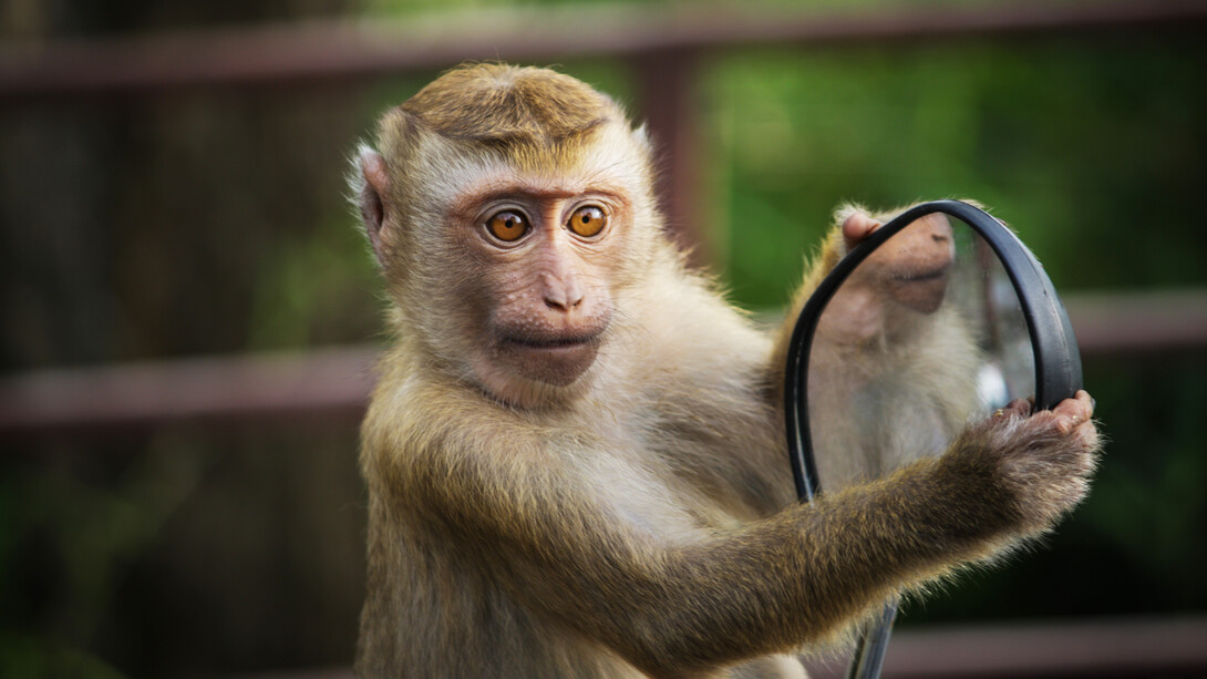 Image de Animaux. Dans ma perspective, la question du statut philosophique de l'animal implique une interrogation profonde sur la façon dont nous concevons et traitons les autres formes de vie qui partagent notre monde. Historiquement, la philosophie occidentale a souvent envisagé les animaux comme des êtres inférieurs, dépourvus de raison et de conscience, et donc destinés à être exploités par l'homme. Cependant, au fil du temps, cette vision anthropocentrique a été remise en question par divers mouvements philosophiques, éthiques et scientifiques. Une première question cruciale concerne la conscience animale. Les avancées dans le domaine de l'éthologie et de la recherche sur le comportement animal ont mis en évidence des aspects surprenants de l'intelligence et de la sensibilité des animaux. De nombreuses espèces démontrent une capacité à ressentir la douleur, à éprouver des émotions complexes, et même à résoudre des problèmes cognitifs. Cette réalité remet en question l'idée selon laquelle seuls les humains possèdent une conscience et des expériences subjectives significatives. Pour moi, cette reconnaissance de la conscience animale soulève des questions morales fondamentales. Si les animaux ont une capacité à ressentir la souffrance et à avoir des expériences subjectives, quelle est notre responsabilité envers eux ? Est-il éthique de les considérer simplement comme des ressources à notre disposition, ou avons-nous une obligation morale de les traiter avec compassion et respect ? L'éthique animale, en tant que domaine philosophique, cherche à aborder ces questions et à établir des principes moraux pour guider notre comportement envers les animaux. Certains arguments éthiques se fondent sur la théorie des droits animaux, suggérant que les animaux ont des droits intrinsèques qui doivent être respectés, indépendamment de leur utilité pour les êtres humains. D'autres approches éthiques se concentrent sur le bien-être animal, plaidant pour des normes élevées en matière de traitement des animaux dans les industries agricoles, les laboratoires de recherche et d'autres domaines où ils interagissent avec les humains. En parallèle, les perspectives philosophiques émergentes remettent en question la hiérarchie traditionnelle qui place les humains au sommet de la chaîne de valeur. Le philosophe Peter Singer, par exemple, a développé le concept d'éthique de la libération animale, soutenant que nous devrions élargir notre cercle de compassion pour inclure tous les êtres sensibles, qu'ils soient humains ou non. Cette approche propose un changement radical dans la manière dont nous envisageons notre relation avec les animaux, en les reconnaissant comme des individus ayant des intérêts et des droits propres. Une autre dimension importante du statut philosophique de l'animal concerne la relation entre l'homme et les autres espèces. La notion de "dominion" sur les animaux, souvent tirée de perspectives religieuses, a été interprétée de différentes manières. Certains considèrent cette "domination" comme une autorité qui implique une responsabilité, soulignant notre devoir de protéger et de prendre soin des autres créatures vivantes. D'autres ont interprété cela comme une justification pour exploiter les animaux à notre avantage, une perspective qui est de plus en plus remise en question à mesure que la sensibilisation aux droits et au bien-être des animaux progresse. L'évolution de notre compréhension scientifique des animaux a également contribué à élargir notre perspective sur leur statut. Des études sur la cognition animale, la communication interespèces, et même la culture animale ont révélé des aspects de complexité et de diversité qui remettent en question les notions simplistes du passé. Les dauphins, par exemple, ont démontré des capacités cognitives étonnantes, tandis que certaines espèces de primates ont montré des comportements sociaux complexes et des formes rudimentaires de culture. Cela soulève une autre question philosophique majeure : quel est le critère déterminant de la valeur morale d'un être ? Traditionnellement, la raison et la conscience ont été considérées comme les caractéristiques distinctives des humains, les élevant au-dessus des autres créatures. Cependant, la science moderne met en évidence des similitudes frappantes dans les comportements et les expériences des animaux, remettant en question cette hiérarchie morale. Ma propre opinion sur le statut philosophique de l'animal penche vers une reconnaissance de la continuité entre les êtres humains et les autres espèces. Bien que les humains aient des capacités cognitives distinctives, cela ne devrait pas être la seule base pour déterminer la valeur morale. Les similitudes dans la capacité à ressentir la douleur, à éprouver des émotions et à poursuivre le bien-être devraient également être prises en compte. En fin de compte, la manière dont nous concevons le statut philosophique de l'animal a des implications profondes sur la manière dont nous les traitons dans la pratique. Le respect envers les animaux ne se limite pas à une question philosophique abstraite, mais se manifeste dans nos choix quotidiens, de ce que nous choisissons de manger à la manière dont nous utilisons les animaux dans la recherche et l'industrie. Reconnaître la complexité et la richesse de la vie animale est une étape cruciale vers une relation plus éthique et respectueuse envers les autres êtres vivants qui partagent notre planète. En participant à cette discussion, j'espère encourager une réflexion continue sur ces questions éthiques et philosophiques, dans le but de promouvoir un traitement plus juste et compatissant envers les animaux.