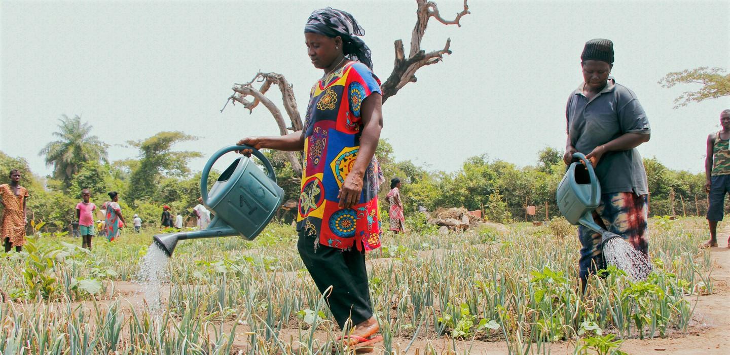 Image de Agriculture. Lors de l'événement spécial de haut niveau en marge du Sommet des Nations Unies sur les systèmes alimentaires + 2 (UNFSS+2), les leaders du monde, les représentants gouvernementaux, et les partenaires clés se sont réunis pour discuter d'une question cruciale : comment l'Afrique peut-elle conduire une transformation à grande échelle de ses systèmes agroalimentaires vers un avenir plus efficace, plus inclusif, plus résilient et plus durable ? Atouts de l'Afrique et Potentiel inexploité Le Directeur général de la FAO, QU Dongyu, a souligné les atouts exceptionnels de l'Afrique, allant de ses ressources humaines à ses ressources naturelles. Cependant, il a insisté sur le fait que pour libérer pleinement ce potentiel, des décisions et des actions transformantes sont nécessaires. Parmi les priorités, l'investissement dans le développement social a été identifié comme crucial, en mettant particulièrement l'accent sur les jeunes, les femmes, et les petits exploitants agricoles. Le chef de la FAO a également plaidé en faveur d'une transition vers l'agriculture numérique sur le continent. Il a présenté l'Initiative 1000 villages numériques de la FAO, une initiative ambitieuse visant à transformer 1000 villages en villages numériques, soulignant l'importance de cette transformation pour l'avenir de l'Afrique. Changer la Donne : Mobilisation des Ressources et Investissements Prioritaires Les panélistes ont unanimement souligné l'importance cruciale de renforcer la mobilisation des ressources pour soutenir les changements nécessaires. Ils ont plaidé pour une amélioration de l'efficacité des dépenses publiques, en mettant un accent particulier sur le secteur agricole. Ils ont également mis en lumière la nécessité de remédier à l'architecture financière défaillante, de stimuler la production locale, et d'améliorer les infrastructures rurales. Parmi les défis identifiés, la nécessité d'identifier les déficits de financement, de faciliter l'accès aux instruments financiers pour les agriculteurs, et de promouvoir les innovations, les technologies, et les marchés locaux. Les panélistes ont appelé à un engagement significatif du secteur privé et à des partenariats public-privé robustes pour assurer une transformation efficace des systèmes agroalimentaires. Participants de Poids et Perspectives Diverses La réunion a rassemblé une pléiade de personnalités influentes, dont Amina J. Mohammed, Vice-secrétaire générale des Nations Unies, Alvaro Lario, Président du Fonds international de développement agricole (FIDA), Cindy McCain, Directrice exécutive du Programme alimentaire mondial (PAM), et Josefa Leonel Correia Sacko, Commissaire à l'agriculture, au développement rural, à l'économie bleue et à l'environnement durable de la Commission de l'Union africaine. Investir dans l'Avenir - Innovations et Partenariats Dans un appel passionné, QU Dongyu a encouragé les participants à investir dans l'avenir, à être à l'avant-garde de l'innovation et à donner une place centrale aux jeunes dans cette transformation. Il a souligné que la transition vers l'agriculture numérique était un élément clé de cette démarche. Alors que les participants ont partagé des perspectives variées, un thème commun a émergé : l'importance de créer des solutions adaptées aux réalités spécifiques de l'Afrique, mettant en lumière la diversité des contextes et des défis auxquels le continent est confronté. Dans ce contexte de changements et d'aspirations pour une transformation agroalimentaire en Afrique, la question qui s'impose est : Comment pouvons-nous tous contribuer de manière significative à cette transformation, en prenant en compte la diversité des besoins et des opportunités dans les différents coins du continent africain ?