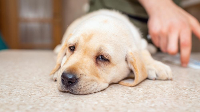 Image de Santé. La communauté vétérinaire aux États-Unis est actuellement confrontée à une situation préoccupante et mystérieuse. Depuis plusieurs mois, une maladie respiratoire inconnue sévit parmi les chiens, suscitant l'inquiétude des professionnels de la santé animale. Cette infection, dont les symptômes incluent la toux, la fièvre, les écoulements nasaux et oculaires, ainsi que la perte d'appétit, a été signalée dans au moins quatre États américains. Les détails précis sur le nombre total de chiens touchés restent flous, mais un centre de l'Oregon aurait enregistré au moins 200 cas depuis le mois d'août. Selon les observations, une corrélation semble émerger, avec la plupart des chiens infectés ayant fréquenté des chenils ou des parcs. Les vétérinaires se heurtent à une série de défis pour comprendre la nature exacte de cette maladie, notamment s'il s'agit d'un virus ou d'une bactérie, et s'il existe un agent pathogène commun à tous les cas signalés. Les antibiotiques ne semblent pas fournir une réponse efficace, ajoutant une complexité supplémentaire à la compréhension de cette maladie émergente. Certains chiens, en particulier ceux qui sont déjà fragiles en raison de leur état de santé ou de leur âge, n'ont malheureusement pas survécu à cette maladie mystérieuse, intensifiant les inquiétudes des propriétaires d'animaux de compagnie. L'Oregon Veterinary Medical Association, bien que consciente de l'inquiétude croissante parmi les propriétaires de chiens, appelle à la prudence plutôt qu'à la panique. Les propriétaires sont encouragés à surveiller attentivement tout signe de maladie respiratoire chez leurs chiens, à les isoler à la maison en cas de symptômes, et à consulter rapidement un vétérinaire pour des examens approfondis. À l'heure actuelle, les chercheurs et les vétérinaires travaillent en étroite collaboration pour identifier la cause sous-jacente de cette maladie, comprendre son mode de transmission et élaborer des stratégies de traitement efficaces. La situation reste évolutive, et la vigilance continue d'être le mot d'ordre tant pour les professionnels de la santé animale que pour les propriétaires de chiens aux États-Unis. Les questions persistent : quelle est l'origine de cette maladie, comment peut-elle être contrôlée, et quelles précautions doivent être prises pour préserver la santé des chiens de compagnie face à cette menace émergente ?