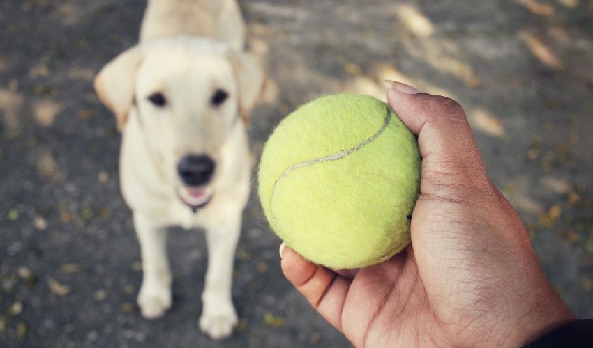 Image de Animaux. L'observation du changement de comportement chez notre fidèle compagnon à quatre pattes peut susciter diverses préoccupations et interrogations. Dans ma propre expérience en tant que propriétaire de chien, j'ai souvent été intrigué par le phénomène où mon animal de compagnie, autrefois énergique et joueur, semble soudainement devenir inactif et désintéressé par le jeu. Explorer les raisons derrière ce changement de comportement a été un parcours riche d'apprentissages, de compréhension canine et d'ajustements dans notre relation. La première étape pour comprendre pourquoi un chien devient inactif et désintéressé par le jeu est d'observer son environnement. Les chiens, tout comme les humains, peuvent être sensibles aux changements dans leur routine quotidienne, à l'arrivée de nouveaux membres dans la famille, à des déménagements ou à des modifications dans l'environnement domestique. Ces facteurs peuvent générer du stress chez nos amis canins, les amenant à adopter un comportement plus réservé. De plus, la santé physique et mentale du chien joue un rôle crucial dans son niveau d'activité et d'enthousiasme. Des problèmes de santé tels que des douleurs articulaires, des maladies chroniques ou des troubles gastro-intestinaux peuvent entraîner une diminution de l'énergie et de l'intérêt pour le jeu. Une visite régulière chez le vétérinaire peut aider à éliminer les problèmes de santé sous-jacents. Le changement de comportement peut également être lié à l'âge du chien. Les chiots sont souvent hyperactifs et joueurs, mais avec le temps, certains individus peuvent adopter un tempérament plus calme, surtout à mesure qu'ils vieillissent. Comprendre que cette transition est normale peut aider les propriétaires à ajuster leurs attentes en fonction des besoins évolutifs de leur animal de compagnie. L'environnement social du chien peut également jouer un rôle dans son niveau d'activité. Les chiens sont des animaux sociaux, et des changements dans la dynamique de la meute ou des interactions négatives avec d'autres chiens peuvent influencer leur comportement. Les propriétaires doivent être attentifs aux signaux sociaux de leur chien et prendre des mesures pour favoriser des relations positives avec d'autres animaux. L'ennui peut être une autre cause sous-jacente du désintérêt pour le jeu chez les chiens. Les animaux de compagnie ont besoin de stimulation mentale et physique, et l'absence d'activités engageantes peut conduire à la léthargie. Introduire de nouveaux jouets, proposer des promenades variées et stimulantes, ou même envisager des activités telles que l'agilité canine peuvent aider à raviver l'intérêt du chien pour le jeu. Dans ma propre expérience, j'ai constaté que la qualité du temps passé avec mon chien joue un rôle essentiel dans son niveau d'activité. L'engagement actif dans des jeux interactifs, les séances de dressage et les moments de qualité renforcent le lien entre le propriétaire et le chien. Il est important de s'adapter aux besoins individuels de l'animal et d'ajuster les activités en fonction de son tempérament. Un élément souvent sous-estimé est l'impact de la météo sur le comportement des chiens. Certains chiens peuvent être sensibles aux conditions météorologiques, évitant les activités extérieures par temps extrême. Un ajustement de l'horaire ou des alternatives d'exercice à l'intérieur peuvent être nécessaires pour maintenir un niveau d'activité sain, surtout dans des régions où les saisons varient considérablement. L'alimentation du chien est également un aspect à prendre en compte. Une alimentation inadéquate ou des problèmes de digestion peuvent affecter l'énergie et l'enthousiasme du chien. Consulter le vétérinaire pour s'assurer que l'alimentation répond aux besoins nutritionnels spécifiques du chien peut être une étape importante dans la résolution du désintérêt pour le jeu. Cependant, il est important de noter que chaque chien est unique, et les raisons derrière son comportement peuvent être multifactorielles. Une approche holistique, tenant compte de la santé physique, de l'environnement, de la socialisation et des besoins individuels du chien, est nécessaire pour comprendre et remédier au désintérêt pour le jeu. En conclusion, le désintérêt d'un chien pour le jeu peut être une indication de divers facteurs, allant de problèmes de santé à des changements dans l'environnement. En tant que propriétaires, il est de notre responsabilité d'observer attentivement, de comprendre les besoins individuels de notre chien et d'ajuster notre approche en conséquence. En investissant du temps et de l'effort dans la compréhension de notre compagnon canin, nous renforçons non seulement notre relation, mais nous créons également un environnement propice à son bien-être général. Cependant, la question demeure : comment avez-vous abordé le désintérêt de votre chien pour le jeu, et quelles stratégies ont été les plus efficaces dans votre cas ? La diversité des expériences peut non seulement enrichir notre compréhension des comportements canins, mais aussi offrir des conseils pratiques aux propriétaires confrontés à des situations similaires.