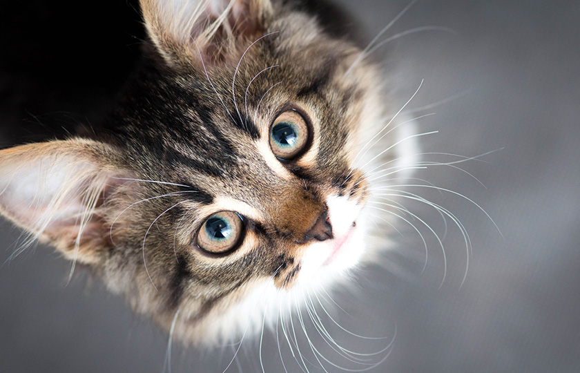 Image de Animaux. La question de l'âge et de la maturité de nos félins domestiques est souvent au cœur de nos préoccupations. Comprendre à quel moment un chat est généralement considéré comme vieux est crucial pour adapter les soins, l'alimentation et les routines de santé de manière appropriée. Dans ma propre expérience, cette question a suscité une réflexion approfondie sur la manière dont nous percevons le vieillissement félin, et comment nous pouvons mieux répondre aux besoins évolutifs de nos compagnons à quatre pattes. D'une manière générale, la perception de la vieillesse chez les chats varie en fonction de plusieurs facteurs, notamment la race, la génétique, le mode de vie, et surtout, la santé globale de l'animal. Alors que certains chats peuvent montrer des signes de vieillissement précoce, d'autres peuvent rester énergiques et en bonne santé pendant une période plus prolongée. Cependant, on considère souvent qu'un chat atteint l'âge senior autour de 7 à 10 ans. La première étape pour comprendre à quel âge un chat est généralement considéré comme vieux est d'observer les changements physiques et comportementaux. Les signes classiques du vieillissement félin incluent une diminution de la masse musculaire, des changements dans le pelage tels que le grisonnement, des modifications au niveau des yeux et des oreilles, et éventuellement des problèmes dentaires. En ce qui concerne le comportement, les chats plus âgés peuvent devenir moins actifs, préférant des périodes de sommeil plus longues et montrant parfois une moindre tolérance aux interactions bruyantes ou excessivement énergiques. Une des considérations les plus importantes pour les propriétaires de chats âgés est la gestion de la santé globale. Des visites régulières chez le vétérinaire sont essentielles pour détecter précocement d'éventuels problèmes de santé liés à l'âge, tels que les troubles rénaux, l'arthrite, les maladies dentaires et les changements de poids. Un régime alimentaire adapté aux besoins spécifiques des chats âgés, riche en nutriments et facile à mâcher, est souvent recommandé pour soutenir la santé digestive et prévenir la perte de poids. Dans ma propre expérience, j'ai constaté que l'adaptation de l'environnement domestique est également cruciale pour répondre aux besoins changeants d'un chat vieillissant. Des litières plus accessibles, des zones de repos confortables et des jouets adaptés à l'âge peuvent améliorer le bien-être global du chat senior. Certains chats plus âgés peuvent également bénéficier d'une attention accrue en termes de brossage pour maintenir la qualité de leur pelage, ainsi que de séances de jeu plus douces adaptées à leur niveau d'énergie. Cependant, il est important de noter que chaque chat est unique, et il peut y avoir une grande variabilité dans la façon dont ils vieillissent. Certains chats peuvent rester vifs et actifs jusqu'à un âge avancé, tandis que d'autres peuvent montrer des signes de vieillissement plus précoces. La clé est d'adopter une approche individualisée, en observant attentivement les besoins spécifiques de notre compagnon félin et en ajustant les soins en conséquence. Une autre dimension à considérer est l'aspect émotionnel du vieillissement chez les chats. Certains peuvent devenir plus attachés à leurs propriétaires, recherchant davantage de câlins et d'attention, tandis que d'autres peuvent préférer des moments de solitude tranquille. Comprendre et respecter ces changements émotionnels est essentiel pour maintenir une relation harmonieuse avec notre chat vieillissant. En ce qui concerne la communication, le lien entre le propriétaire et le chat devient souvent plus fort avec le temps. Une compréhension approfondie des signaux et des comportements du chat permet une interaction plus intuitive. Dans ma propre expérience, j'ai trouvé que prendre le temps d'observer les réponses émotionnelles de mon chat aux différentes situations renforce notre connexion et facilite une compréhension mutuelle plus profonde. Cependant, même avec tous ces ajustements et attentions, il est inévitable que la question de la fin de vie se pose à un moment donné. La période où un chat est considéré comme "vieux" est souvent suivie de la question de la qualité de vie. En tant que propriétaire, il est crucial de rester attentif aux signes de souffrance potentielle, de discuter avec le vétérinaire des options disponibles pour améliorer le confort de notre compagnon vieillissant, et de prendre des décisions éthiques et bienveillantes pour le bien-être de l'animal. En conclusion, la question de savoir à quel âge un chat est généralement considéré comme vieux est complexe et dépend de nombreux facteurs individuels. Comprendre les signes du vieillissement, adapter les soins de santé, fournir un environnement adapté et maintenir une communication approfondie avec notre compagnon félin sont essentiels pour assurer une vieillesse heureuse et confortable. En tant que propriétaires, il est de notre responsabilité d'être attentifs aux besoins changeants de nos chats et de répondre de manière adaptée à chaque étape de leur vie. Cependant, la question persiste : comment percevez-vous le vieillissement de votre chat, et quelles stratégies avez-vous adoptées pour répondre à ses besoins changeants ? La diversité des expériences peut non seulement offrir des conseils pratiques aux propriétaires de chats, mais aussi contribuer à une compréhension collective plus profonde de la vieillesse féline.