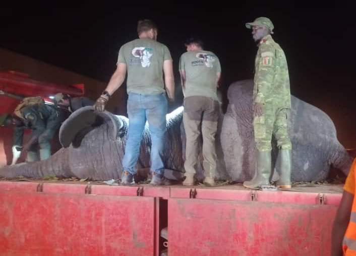 Image de Société. À Daloa, un éléphant a été capturé et un homme a été pris en charge dans le cadre de la protection des habitants. Les pompiers civils du Haut-Sassandra, accompagnés d'agents des Eaux et Forêts et avec le soutien de la Gendarmerie, ont réussi à maîtriser l'éléphant qui avait causé des dommages et la mort d'un villageois à Boguédia, un village situé à 25 km de Daloa. L'animal a été capturé vers 21h après avoir été actif depuis tôt le matin et a été placé dans une cage en vue de son transfert dans une réserve près de Bouaké. Les pompiers civils ont pris soin de son hydratation après sa capture. Par ailleurs, à Gbeulyville, ces mêmes pompiers civils ont pris en charge un homme de 27 ans souffrant de blessures à la tête. Il a été transporté par la suite au Centre Hospitalier Régional de Daloa.