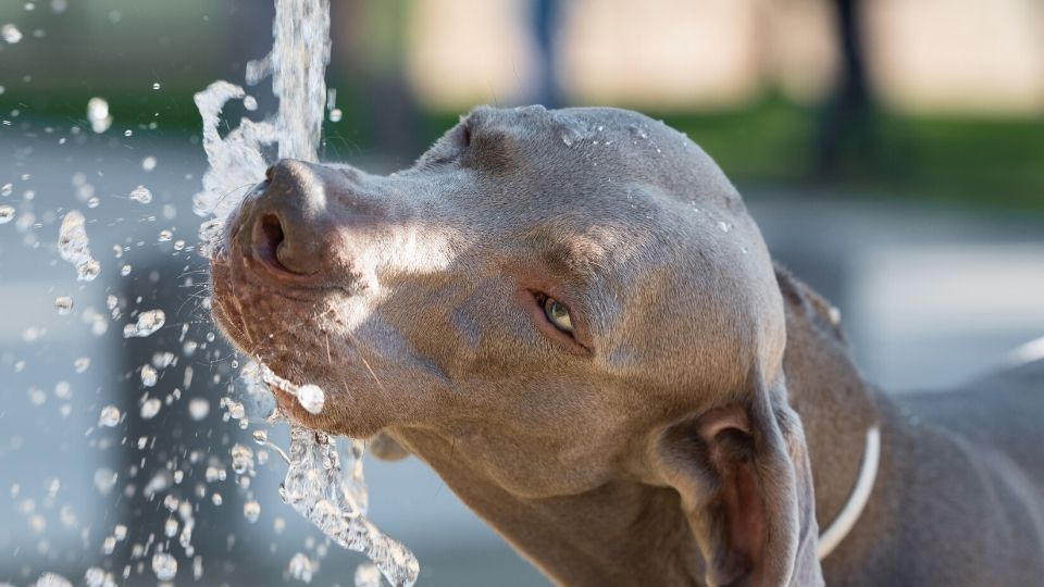 Image de Animaux. Chaque espèce d'animal de compagnie a des besoins en eau spécifiques, déterminés par des facteurs tels que la taille, l'âge, le niveau d'activité et la santé générale. Nous explorerons comment comprendre et répondre aux besoins hydriques spécifiques des chiens, chats, oiseaux, rongeurs et autres animaux de compagnie. Comment adapter l'approvisionnement en eau en fonction des caractéristiques de chaque espèce pour garantir une hydratation optimale ? Les Signes de Déshydratation et Comment les Prévenir La déshydratation peut avoir des conséquences graves pour la santé des animaux de compagnie. Nous examinerons les signes de déshydratation chez différentes espèces, notamment la léthargie, la perte d'appétit et les changements dans le comportement urinaire. Comment prévenir la déshydratation en surveillant attentivement ces signes et en adoptant des mesures préventives telles que la fourniture d'eau fraîche en quantité suffisante et l'ajustement de l'alimentation ? L'Importance de l'Eau Fraîche et Propre La qualité de l'eau que nous fournissons à nos animaux de compagnie est cruciale. Nous explorerons comment maintenir une source d'eau propre, fraîche et accessible en permanence. Les contaminants potentiels, tels que les bactéries et les substances chimiques, peuvent influencer la consommation d'eau par nos animaux de compagnie. Comment garantir la qualité de l'eau pour répondre à leurs besoins nutritionnels et maintenir une bonne santé ? Hydratation et Alimentation : Trouver l'Équilibre Juste L'alimentation joue un rôle dans l'hydratation des animaux de compagnie. Certains aliments, tels que les aliments humides pour chiens et chats, ont une teneur en eau plus élevée, contribuant ainsi à l'hydratation. Nous explorerons comment équilibrer l'alimentation sèche et humide pour répondre aux besoins nutritionnels tout en assurant une hydratation adéquate. Comment adapter l'alimentation en fonction des préférences individuelles et des conditions de santé ? Défis Particuliers à l'Hydratation : Voyages, Chaleur et Maladies Les situations particulières, telles que les voyages, les conditions météorologiques chaudes et les maladies, peuvent poser des défis à l'hydratation des animaux de compagnie. Nous aborderons des stratégies pour surmonter ces défis, notamment l'utilisation de gamelles portables, la prévention de la surchauffe et la gestion de l'hydratation pendant la convalescence. Comment s'assurer que nos animaux restent bien hydratés dans des circonstances spécifiques ? Encourager l'Hydratation : Astuces et Innovations Certains animaux peuvent être réticents à boire suffisamment d'eau. Nous explorerons des astuces et des innovations pour encourager l'hydratation, telles que l'utilisation de fontaines à eau pour animaux de compagnie, l'ajout d'arômes appétissants à l'eau et l'intégration de fruits et légumes riches en eau dans leur alimentation. Comment stimuler leur intérêt pour l'eau et rendre le processus d'hydratation plus attrayant ? Comment Vous Assurez-vous de l'Hydratation de Votre Animal de Compagnie ? En conclusion, comment veillez-vous à ce que votre animal de compagnie reste correctement hydraté ? Partagez vos expériences, conseils et anecdotes sur la gestion de l'hydratation de vos compagnons à fourrure. Quelles méthodes avez-vous trouvées les plus efficaces pour répondre à leurs besoins en eau, et comment adaptez-vous ces pratiques en fonction de leurs caractéristiques individuelles ? En somme, quelles sont vos meilleures stratégies pour garantir une hydratation optimale à votre animal de compagnie ?