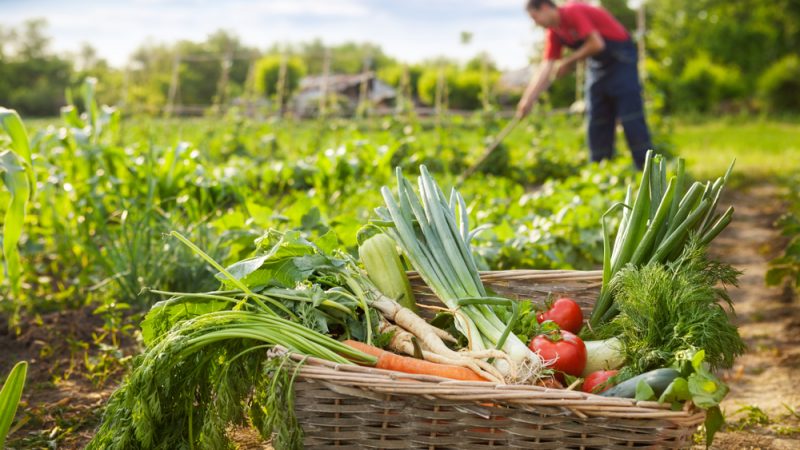 Image de Agriculture. Ce concept, souvent évoqué mais parfois mal compris, suscite un intérêt grandissant dans notre société en quête de modes de vie durables et respectueux de l'environnement. À travers cette production, je partagerai mon point de vue sur ce que signifie réellement l'agriculture biologique, en dépassant les idées préconçues pour découvrir les fondements, les bénéfices et les défis inhérents à cette approche agricole. Les Fondements de l'Agriculture Biologique : Une Relation Harmonieuse avec la Nature L'agriculture biologique repose sur une philosophie fondamentale : établir une relation harmonieuse avec la nature. En partageant ma perspective, je décortiquerai les principes qui guident cette approche, mettant l'accent sur le rejet des pesticides et des engrais chimiques au profit de méthodes agricoles respectueuses de l'écosystème. La Certification Biologique : Un Label de Confiance ou une Norme en Évolution ? La certification biologique est un pilier de l'agriculture biologique, garantissant des pratiques conformes à des normes strictes. Je m'interrogerai sur l'évolution de ces normes, leur impact sur la confiance des consommateurs et sur la complexité de maintenir un équilibre entre les exigences rigoureuses et la diversité des exploitations agricoles. Les Bienfaits Nutritionnels et Environnementaux des Produits Biologiques Une question cruciale entoure les bienfaits des produits issus de l'agriculture biologique. En partageant ma perspective sur ce forum, j'explorerai les études comparatives entre les produits biologiques et conventionnels, mettant en lumière les avantages nutritionnels et environnementaux qui ont propulsé l'intérêt croissant pour ces produits. Les Défis de la Conversion à l'Agriculture Biologique : Entre Résilience et Investissement** Pour les agriculteurs, la transition vers l'agriculture biologique peut représenter un défi considérable. J'analyserai les aspects économiques, logistiques et les défis inhérents à ce processus, tout en cherchant à comprendre comment la société peut mieux soutenir ces efforts de conversion. L'Impact sur la Biodiversité et les Sols : Un Regard Approfondi L'un des piliers de l'agriculture biologique réside dans la préservation de la biodiversité et la santé des sols. En partageant ma perspective, j'examinerai de près les méthodes agricoles utilisées, évaluant leur contribution à la régénération des écosystèmes et à la conservation des ressources naturelles. La Consommation Responsable et l'Agroécologie : Des Liens Indissociables L'agriculture biologique s'inscrit souvent dans un mouvement plus vaste de consommation responsable et d'agroécologie. Je m'interrogerai sur la manière dont ces concepts interagissent, formant un écosystème intégré visant à créer des systèmes alimentaires plus durables et éthiques. Les Mythes et Réalités de l'Agriculture Biologique : Démêler le Vrai du Faux En partageant mon point de vue sur ce forum, je m'attaquerai aux idées préconçues et aux mythes entourant l'agriculture biologique. Démêler le vrai du faux est essentiel pour une compréhension éclairée de ce concept. L'Avenir de l'Agriculture Biologique : Innovations et Défis à Surmonter En conclusion, je m'aventurerai dans une discussion sur l'avenir de l'agriculture biologique. Quelles innovations peuvent stimuler sa croissance? Quels défis devons-nous anticiper pour garantir son succès à long terme? En partageant ma perspective sur ce forum, je contribuerai à forger une vision collective de ce que pourrait être le futur de l'agriculture biologique dans notre société en évolution constante.