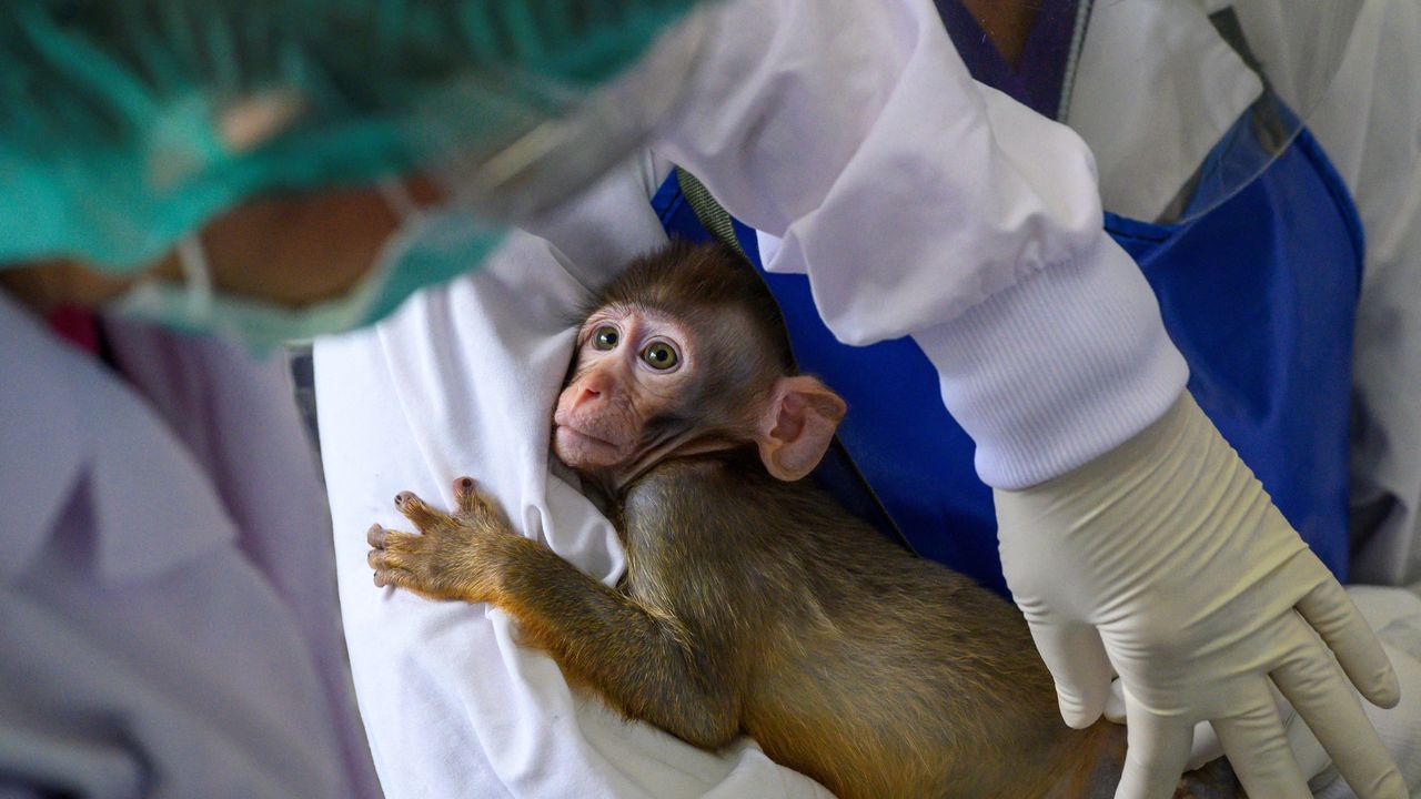 Image de Animaux. Chaque nouvelle étude est un voyage fascinant à travers les arcanes du monde scientifique. Cependant, peu de décisions sont aussi cruciales et complexes que le choix des espèces à inclure dans nos recherches. C'est un processus qui va bien au-delà de la simple sélection d'organismes à observer. C'est un équilibre délicat entre la nécessité scientifique, les considérations éthiques, la disponibilité pratique, et l'impact potentiel de nos travaux sur les écosystèmes. Lorsque je m'immerge dans cette question, la première étape de mon périple consiste généralement à définir clairement les objectifs de recherche. Chaque étude a une question spécifique à résoudre, et choisir les espèces appropriées est essentiel pour obtenir des résultats pertinents. Par exemple, si mon objectif est de comprendre les mécanismes génétiques d'une maladie particulière, je choisirai une espèce dont le génome est étroitement lié à celui des humains. Cependant, même avec des objectifs de recherche clairement définis, le choix des espèces n'est pas une science exacte. C'est un équilibre subtil entre la pertinence biologique et les considérations éthiques. Les implications de l'utilisation d'animaux dans la recherche sont au cœur de ce défi. L'éthique de l'utilisation des animaux dans la recherche scientifique est une question complexe et souvent controversée. Mes propres décisions ont souvent été influencées par le dilemme éthique entre la nécessité de la recherche et le respect du bien-être animal. L'éthique de la recherche implique de garantir le traitement le plus humain possible des animaux impliqués. Les lignes directrices éthiques modernes exigent des protocoles de recherche rigoureux pour minimiser la souffrance animale. Néanmoins, le fait même d'utiliser des animaux soulève des questions éthiques inévitables. Comment évaluer le poids éthique de la recherche par rapport aux avancées scientifiques qu'elle pourrait offrir ? Un autre défi majeur est la disponibilité des espèces. Parfois, les organismes les plus pertinents pour une étude ne sont pas aisément accessibles. La disponibilité sur le marché, la logistique du transport et les exigences de maintenance en laboratoire peuvent souvent dicter le choix des espèces. J'ai rencontré des situations où mes choix ont été restreints par la disponibilité de certaines espèces, me forçant à réévaluer mes objectifs de recherche en fonction de cette contrainte pratique. Le contexte environnemental est également un facteur essentiel. Le choix entre utiliser des espèces indigènes ou non indigènes peut avoir des implications écologiques significatives. Les espèces indigènes offrent une représentation plus fidèle des interactions écologiques, mais cela peut aussi poser des problèmes éthiques en perturbant les écosystèmes locaux. D'un autre côté, utiliser des espèces non indigènes peut simplifier la recherche, mais au détriment de la validité écologique des résultats. Cette décision est souvent guidée par la nécessité de trouver un équilibre entre la recherche pure et la préservation de l'équilibre écologique. Cependant, ce choix est également teinté d'une autre considération : la diversité des espèces. J'ai appris que l'inclusion d'une diversité d'espèces peut offrir une perspective plus holistique des processus biologiques étudiés. Cela réduit également le risque de biais lié à la spécificité d'une seule espèce. Les résultats provenant de différentes espèces peuvent renforcer la robustesse des conclusions et leur applicabilité à un éventail plus large de contextes biologiques. Parfois, le choix des espèces peut également être influencé par la nécessité de créer des parallèles avec des études antérieures. La continuité avec d'autres recherches existantes peut renforcer la cohérence scientifique, mais cela peut aussi engendrer une certaine forme de conformisme qui limite l'exploration de nouvelles pistes prometteuses. C'est une tension constante entre l'innovation et la tradition, chaque option présentant ses propres avantages et inconvénients. Mon périple à travers ces considérations m'a également amené à réfléchir sur la question fondamentale de l'éthique dans la recherche animale. La souffrance animale est une préoccupation éthique majeure. Malgré les protocoles éthiques stricts, il est difficile de garantir que les animaux ne souffrent pas pendant les expériences. Les questions de bien-être animal sont souvent au cœur de débats éthiques complexes. Les progrès technologiques offrent de nouvelles possibilités de réduire la dépendance à l'égard des modèles animaux. Les méthodes alternatives, telles que les cultures cellulaires, les simulations informatiques et les études épidémiologiques, gagnent en importance. Cependant, il existe des limites à la capacité de ces méthodes alternatives à reproduire fidèlement les complexités biologiques observées dans des organismes vivants. Enfin, la question cruciale demeure : est-ce que les animaux souffrent pendant les expériences scientifiques ? C'est une interrogation qui transcende les considérations pratiques, éthiques et scientifiques. Les chercheurs sont constamment à la recherche de moyens de minimiser la souffrance des animaux utilisés dans la recherche. Cependant, cela soulève la question plus vaste de savoir si nous sommes prêts à accepter un certain niveau de souffrance animale au nom du progrès scientifique. Il est impératif que la communauté scientifique continue d'explorer des approches éthiques et alternatives pour minimiser l'utilisation d'animaux dans la recherche. Cela nécessite une réflexion continue sur les protocoles de recherche, le développement de méthodes alternatives et une sensibilisation accrue aux enjeux éthiques entourant l'utilisation des animaux dans la recherche scientifique. En fin de compte, le choix des espèces pour une étude est un voyage complexe et en constante évolution. Il implique de jongler avec des considérations biologiques, éthiques et pratiques, naviguant dans un labyrinthe de choix qui impactent non seulement les résultats de