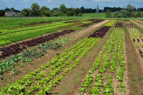 Image de Agriculture. La question des niveaux de souffrance associés à une expérience scientifique est profondément enracinée dans les fondements éthiques de la recherche. Toutefois, en déployant notre réflexion, il est important d'explorer plus largement le rôle de la science dans notre société et son impact sur différents aspects de notre vie quotidienne. Dans ce texte, je vais étendre notre discussion pour aborder un autre domaine crucial où la science et l'éthique interagissent de manière significative : l'agriculture biologique et son rôle dans la préservation de notre environnement. L'agriculture biologique, en tant que pratique agricole alternative, a suscité un intérêt croissant au fil des ans en raison de ses implications potentielles pour la santé humaine, la durabilité environnementale et le bien-être animal. En examinant de près les principes fondamentaux de l'agriculture biologique, nous pouvons mieux comprendre comment cette approche particulière peut contribuer à la préservation de notre environnement. L'un des piliers de l'agriculture biologique est l'absence d'utilisation de pesticides chimiques et d'engrais synthétiques. Cette approche vise à minimiser l'impact négatif de l'agriculture sur les écosystèmes en évitant l'accumulation de résidus chimiques dans le sol et l'eau. Contrairement aux méthodes conventionnelles, l'agriculture biologique favorise l'utilisation de techniques agricoles naturelles, telles que la rotation des cultures et la plantation d'espèces compagnes, pour maintenir la fertilité du sol et prévenir l'épuisement des nutriments. En optant pour des méthodes de lutte antiparasitaire plus douces et respectueuses de l'environnement, l'agriculture biologique cherche à protéger la biodiversité en favorisant la coexistence harmonieuse entre les cultures et les espèces indigènes. Cette approche réduit les risques de déstabilisation des écosystèmes locaux, préservant ainsi la richesse de la faune et de la flore. Par ailleurs, l'élevage biologique met l'accent sur le bien-être animal, avec des normes plus strictes en matière de conditions de vie et d'alimentation des animaux. Les animaux élevés en agriculture biologique sont souvent autorisés à avoir un accès en plein air, à se mouvoir librement, et sont nourris avec des aliments biologiques. Cette attention accrue au bien-être animal s'étend également à la limitation de l'utilisation d'antibiotiques, ce qui contribue à réduire le risque de développement de souches bactériennes résistantes. Au-delà de ses avantages environnementaux directs, l'agriculture biologique joue également un rôle crucial dans la réduction de l'empreinte carbone. Les pratiques agricoles conventionnelles, souvent dépendantes des énergies fossiles pour la production d'engrais et la mécanisation, contribuent de manière significative aux émissions de gaz à effet de serre. En optant pour des méthodes plus durables, l'agriculture biologique offre une alternative qui peut aider à atténuer les changements climatiques en réduisant la dépendance aux combustibles fossiles. Cependant, il est important de reconnaître que l'agriculture biologique n'est pas exempte de critiques et de défis. Certains détracteurs soulignent que les rendements peuvent être plus faibles par unité de surface par rapport à l'agriculture conventionnelle, ce qui pourrait rendre difficile la fourniture de suffisamment de nourriture pour une population mondiale en croissance constante. De plus, le coût potentiellement plus élevé des produits biologiques peut être un obstacle pour de nombreux consommateurs, soulevant des questions d'accessibilité et d'équité. En dépit de ces défis, il est crucial de reconnaître le rôle important que l'agriculture biologique peut jouer dans la préservation de notre environnement. En encourageant des pratiques agricoles plus durables, elle offre une vision alternative de la manière dont nous pouvons répondre à nos besoins alimentaires tout en respectant la santé de la planète. En conclusion, la relation entre la science, l'éthique et l'environnement s'étend bien au-delà des laboratoires de recherche. L'agriculture biologique représente une facette importante de cette interaction, offrant une approche alternative qui vise à minimiser les impacts négatifs de l'activité agricole sur la nature. En examinant de plus près ces principes, nous sommes en mesure de mieux comprendre comment des choix individuels et collectifs peuvent influencer positivement notre environnement. Alors, en tant que membres de cette communauté engagée dans la réflexion sur des questions cruciales, comment pouvons-nous contribuer à promouvoir des pratiques agricoles plus durables ? Quelles initiatives pouvons-nous soutenir pour favoriser une transition vers une agriculture plus respectueuse de l'environnement tout en répondant aux besoins alimentaires de la population mondiale croissante ? La discussion reste ouverte, et vos perspectives peuvent apporter des éclairages précieux sur la voie à suivre pour assurer un équilibre harmonieux entre nos besoins et la préservation de notre planète.