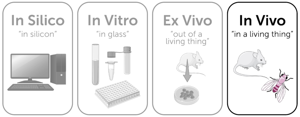 Image de Santé. Dans le monde fascinant de la recherche scientifique et médicale, quatre termes-clés sont fréquemment utilisés pour décrire différentes méthodes et approches d'expérimentation : « in vitro », « in vivo », « ex vivo » et « in silico ». Ces termes, empruntés au latin, sont cruciaux pour comprendre comment les scientifiques explorent, testent et arrivent à des conclusions dans divers domaines tels que la biologie, la pharmacologie et la médecine. En tant qu'enthousiaste de la science et contributeur régulier dans des forums de discussion, j'aimerais partager ma compréhension et mon opinion sur ce que signifient ces termes et pourquoi ils sont si importants dans la recherche scientifique moderne. In Vitro : Une Fenêtre Sur Les Mystères Biologiques Le terme « in vitro », signifiant littéralement « dans le verre », fait référence à des expériences menées en dehors d'un organisme vivant, généralement dans un laboratoire. Cette méthode implique l'utilisation de composants tels que des cellules, des bactéries ou des molécules biologiques isolées dans un environnement contrôlé comme une éprouvette, une plaque de Petri ou un réacteur biologique. Mon Opinion sur l'Importance d'In Vitro Personnellement, je trouve que la recherche in vitro est fondamentale pour la compréhension des processus biologiques. Cela permet aux scientifiques de manipuler et d'étudier des systèmes biologiques dans un environnement hautement contrôlé, où des variables comme la température, le pH, et la concentration de nutriments peuvent être ajustées précisément. Cela simplifie la complexité des systèmes vivants et aide à isoler des effets spécifiques, comme la réponse cellulaire à un médicament. Toutefois, il est essentiel de noter que les résultats in vitro ne reflètent pas toujours ce qui se passe dans un organisme vivant. In Vivo : Observer la Vie dans Son Contexte Naturel "In vivo", signifiant "dans le vivant", concerne les expériences réalisées dans des organismes vivants, qu'il s'agisse d'animaux, de plantes ou de micro-organismes. Ces études sont cruciales pour comprendre comment les cellules, les tissus, et les organes fonctionnent dans leur contexte naturel. Ma Perspective sur les Études In Vivo À mon avis, les études in vivo sont inestimables. Elles offrent un aperçu réaliste de la complexité biologique et permettent de voir comment différents systèmes interagissent entre eux. Cependant, elles soulèvent des questions éthiques, notamment en ce qui concerne l'utilisation d'animaux de laboratoire. Il est impératif que de telles recherches soient menées de manière éthique, avec une attention rigoureuse pour minimiser la souffrance animale. Ex Vivo : Un Pont Entre In Vitro et In Vivo Le terme « ex vivo », qui signifie « hors du vivant », désigne des études réalisées sur des organes, des tissus ou des cellules prélevés sur des organismes vivants mais maintenus dans un environnement artificiel. Cette approche est souvent utilisée pour étudier des phénomènes qui ne peuvent pas être facilement reproduits in vitro ou in vivo. Mon Appréciation de la Recherche Ex Vivo Je considère les études ex vivo comme une méthode intermédiaire précieuse. Elles permettent de maintenir le contexte biologique tout en offrant un degré de contrôle similaire à celui des études in vitro. Cette méthode est particulièrement utile pour les greffes d'organes et la thérapie cellulaire. Néanmoins, comme pour les études in vivo, il existe des considérations éthiques importantes à prendre en compte. In Silico : La Révolution Numérique en Biologie Enfin, « in silico », une expression plus récente, fait référence aux expériences et simulations réalisées via des modèles informatiques et des algorithmes. Ce terme est emprunté à l'idée de silicium, un élément clé dans la fabrication des puces électroniques. Ma Vision de l'Impact d'In Silico L'approche in silico, à mon sens, révolutionne la recherche. Elle permet une modélisation complexe de systèmes biologiques, la prédiction d'interactions entre médicaments et protéines, et même la simulation d'essais cliniques. C'est un outil puissant pour la médecine personnalisée et la découverte de médicaments. Cependant, la fiabilité de ces simulations dépend fortement de la qualité des données et des modèles utilisés. En somme, les termes « in vitro », « in vivo », « ex vivo » et « in silico » représentent différents mais complémentaires aspects de la recherche scientifique. Chaque méthode a ses forces et ses limites, et le choix entre elles dépend des objectifs spécifiques de l'étude. La recherche in vitro offre simplicité et contrôle, in vivo apporte la complexité et le réalisme, ex vivo offre un équilibre entre les deux, et in silico ouvre des possibilités inédites grâce à la technologie numérique. En tant que passionné de science, je reste émerveillé par la façon dont ces approches diverses contribuent à notre compréhension du monde vivant et à l'avancement de la médecine. C'est une période passionnante pour la science, et je suis impatient de voir les découvertes que ces méthodes continueront à apporter.