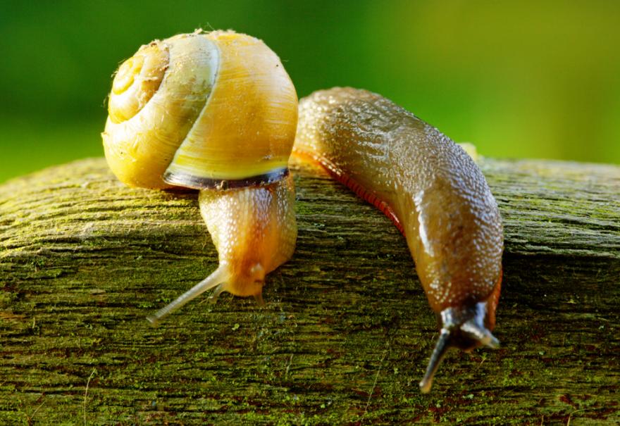 Image de Plus de 35 ans. Avant de commencer toute démarche d'élimination, il est crucial de comprendre les habitudes et les comportements des escargots et des limaces. Ces gastéropodes ont une préférence pour l'humidité, se déplacent lentement et sont actifs surtout la nuit. Garder ces caractéristiques à l'esprit m'a aidé à développer des stratégies efficaces pour les décourager. L'Attaque par la Prévention La première ligne de défense contre les escargots et les limaces consiste à rendre l'environnement moins accueillant pour eux. J'ai constaté que la disposition judicieuse des plantes, en évitant les zones trop humides, peut réduire leur attrait pour le jardin. En outre, le paillage autour des plantes peut contribuer à maintenir la sécheresse du sol, décourageant ainsi ces gastéropodes. Des Alliés Naturels : Les Prédateurs Dans ma recherche de solutions respectueuses de l'environnement, j'ai découvert que certains animaux peuvent être de précieux alliés dans la lutte contre les escargots et les limaces. Les canards, par exemple, se délectent de ces petites créatures, offrant ainsi une méthode naturelle de contrôle. Encourager la présence de prédateurs tels que les oiseaux, les hérissons et les grenouilles dans le jardin peut contribuer à maintenir un équilibre naturel. L'utilisation de Barrières Physiques Une approche que j'ai trouvée particulièrement efficace est l'utilisation de barrières physiques pour dissuader les escargots et les limaces. Placer des coquilles d'œufs écrasées autour des plantes crée une surface abrasive que ces gastéropodes n'apprécient pas, les décourageant ainsi de s'aventurer plus loin. Un autre moyen simple mais efficace est de disposer des bandes de cuivre autour des plantes, car le contact avec le cuivre produit une réaction électrique désagréable pour ces créatures. Des Solutions Naturelles Faites Maison En explorant des alternatives naturelles aux pesticides chimiques, j'ai découvert plusieurs remèdes faits maison pour éloigner les escargots et les limaces. Les solutions à base d'ail, de vinaigre, ou de bicarbonate de soude se sont révélées être des répulsifs efficaces. En vaporisant ces mélanges sur les plantes ou en les utilisant comme barrières, j'ai pu réduire considérablement les dommages causés par ces ravageurs. La Tolérance Sélective Bien que mon objectif ait toujours été de protéger mes plantes, j'ai appris à adopter une approche plus tolérante envers certaines espèces d'escargots et de limaces qui peuvent être bénéfiques pour l'écosystème du jardin. Certaines espèces sont des décomposeurs essentiels qui aident à décomposer la matière organique, contribuant ainsi à la santé globale du sol. Une Coexistence Respectueuse En conclusion, ma quête pour éliminer naturellement escargots et limaces au jardin a été à la fois enrichissante et éducative. En comprenant les habitudes de ces créatures et en adoptant des méthodes respectueuses de l'environnement, j'ai pu maintenir un équilibre délicat dans mon jardin sans compromettre la diversité biologique. En tant que jardinier, je suis convaincu que la coexistence respectueuse avec la nature est la clé d'un jardin prospère et durable. En partageant ces expériences, j'espère inspirer d'autres passionnés de jardinage à embrasser des méthodes naturelles dans leur lutte contre les escargots et les limaces.