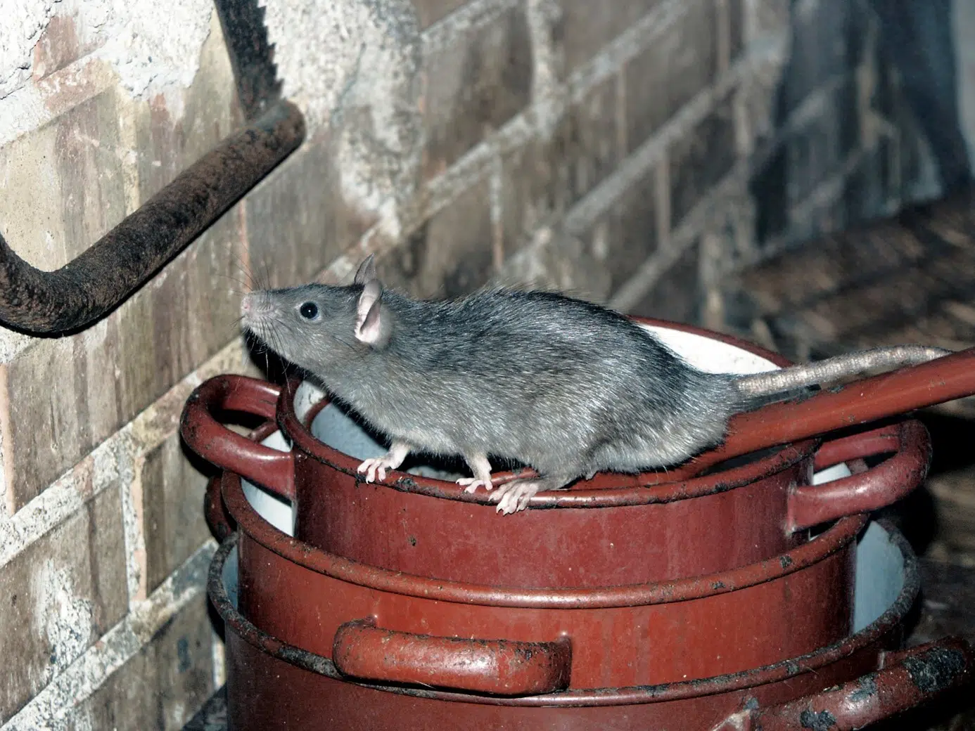 Image de Plus de 35 ans. Je m'adresse aujourd'hui à vous pour partager mon expérience et mes réflexions sur un problème que beaucoup d'entre nous ont rencontré : l'infestation de souris dans les combles. Croyez-moi, j'ai fait face à cette situation désagréable et j'ai dû chercher des solutions efficaces pour m'en débarrasser. Tout a commencé lorsque j'ai entendu des bruits étranges au-dessus de ma tête, tard dans la nuit. Après une inspection rapide, j'ai découvert avec horreur que des souris avaient élu domicile dans mes combles. J'étais déterminé à régler ce problème sans causer de tort inutile à ces petits rongeurs, tout en protégeant ma maison. Comprendre le problème D'abord, il est essentiel de comprendre pourquoi les souris viennent dans nos combles. Ces petits animaux cherchent chaleur, nourriture et un endroit sûr pour nicher. Malheureusement, nos combles offrent tout cela. J'ai donc commencé par identifier les points d'entrée et les potentielles sources de nourriture. J'ai scellé les fissures et les trous, et je me suis assuré que les aliments étaient bien stockés et inaccessibles. Des solutions humaines Je voulais éviter les pièges cruels et les poisons. J'ai donc opté pour des pièges à capture vivante. Ces dispositifs permettent de capturer les souris sans les blesser. Après quelques jours, j'ai réussi à attraper plusieurs souris que j'ai relâchées loin de ma maison. Cela demande de la patience, mais j'ai trouvé cette méthode respectueuse de la vie animale. L'importance de la prévention Parallèlement, j'ai pris des mesures préventives. J'ai nettoyé les combles, éliminé les débris et les anciens nids. J'ai également installé des grilles d'aération et scellé les ouvertures pour empêcher d'autres souris de s'introduire. Les répulsifs naturels J'ai découvert que certaines odeurs sont répulsives pour les souris. J'ai donc utilisé des boules de coton imbibées d'huile de menthe poivrée. J'ai placé ces boules dans les combles et renouvelé l'application régulièrement. Cette méthode semble avoir un effet dissuasif, mais elle doit être maintenue pour rester efficace. Adopter un chat Cela peut sembler cliché, mais adopter un chat peut être une solution naturelle. Les chats sont des chasseurs nés et leur seule présence peut dissuader les souris. Bien sûr, cela implique de prendre la responsabilité d'un animal de compagnie, ce qui n'est pas une décision à prendre à la légère. Faire appel à des professionnels Face à une infestation sévère, l'intervention de professionnels est parfois nécessaire. Ces experts peuvent évaluer la situation et proposer des solutions plus radicales et immédiates. C'est une option que j'ai envisagée, mais heureusement, je n'ai pas eu besoin d'y recourir. Maintien et vigilance Enfin, la clé pour éviter le retour des souris est la vigilance. Il faut régulièrement inspecter les combles, maintenir les mesures de prévention et être attentif à tout signe d'une nouvelle infestation. En conclusion, éliminer les souris des combles nécessite une approche combinée de prévention, d'actions humaines et de solutions naturelles. Chaque situation est unique, et il est important de trouver un équilibre entre efficacité et respect de la nature. J'espère que mon expérience vous aidera à faire face à ce problème si jamais vous y êtes confrontés.