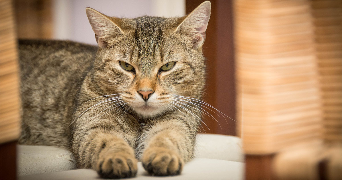 Image de Animaux. La perception de la vieillesse chez les chats varie d'une personne à l'autre et peut être influencée par des facteurs tels que la race, la génétique, le mode de vie et la santé générale de l'animal. Pour moi, il ne suffit pas de se fier uniquement à l'âge chronologique d'un chat pour déterminer s'il est considéré comme âgé. Il est essentiel de prendre en compte plusieurs éléments pour évaluer son état physique et mental. L'influence de la race sur la perception de l'âge Certaines races de chats sont connues pour vivre plus longtemps que d'autres. Par exemple, les chats de race domestique ont tendance à vivre plus longtemps que certaines races spécifiques. En considérant la diversité des races félines, il est important de reconnaître que la notion de vieillesse peut différer en fonction de la génétique inhérente à chaque race. Les signes physiques du vieillissement Lorsque je pense à l'âge d'un chat, mes réflexions se tournent naturellement vers les signes physiques du vieillissement. Un pelage qui perd de sa brillance, des yeux opaques, des articulations raides et une diminution de l'activité physique sont autant de marqueurs qui peuvent indiquer qu'un chat approche de ses années d'or. Cependant, ces signes peuvent varier considérablement d'un individu à l'autre. L'importance de la santé dentaire La santé dentaire est souvent un indicateur crucial de la vieillesse chez les chats. L'accumulation de tartre, les problèmes de gencives et la perte de dents sont des problèmes courants chez les chats plus âgés. En prêtant une attention particulière à l'état de leurs dents, je trouve un moyen supplémentaire d'évaluer où se situe mon chat sur l'échelle du vieillissement. Les changements de comportement Les modifications dans le comportement de mon chat peuvent également jouer un rôle significatif dans ma perception de son âge. Un chat qui devient soudainement moins actif, qui semble désintéressé par ses jouets habituels ou qui présente des changements dans ses habitudes alimentaires pourrait indiquer des changements liés à l'âge. Cependant, ces signes ne doivent pas être généralisés et doivent être évalués individuellement. Les visites régulières chez le vétérinaire La fréquence des visites chez le vétérinaire est cruciale pour évaluer la santé globale d'un chat. Les examens de routine permettent de détecter des problèmes de santé avant qu'ils ne deviennent graves. Le vétérinaire peut également fournir des informations précieuses sur le processus de vieillissement spécifique à mon chat et recommander des ajustements appropriés dans son mode de vie. La gestion de la nutrition La nutrition joue un rôle clé dans la santé globale d'un chat, en particulier à mesure qu'il vieillit. L'ajustement de son régime alimentaire pour répondre à ses besoins spécifiques peut contribuer à maintenir sa vitalité. Des aliments riches en nutriments adaptés aux chats âgés peuvent aider à prévenir divers problèmes de santé liés à l'âge. Les avantages de l'activité physique Maintenir une activité physique adéquate est un élément essentiel du bien-être des chats âgés. Bien que leur niveau d'énergie puisse diminuer avec le temps, encourager des jeux modérés et fournir des jouets adaptés à leur âge peut contribuer à préserver leur mobilité et à stimuler leur esprit. La gestion des problèmes de santé liés à l'âge Il est important de reconnaître que chaque chat vieillit différemment, et certains peuvent développer des problèmes de santé spécifiques à leur âge. Les affections courantes chez les chats âgés, telles que l'arthrite, les problèmes rénaux ou les troubles dentaires, nécessitent une gestion appropriée pour assurer leur qualité de vie. En conclusion, la perception de l'âge chez un chat est un sujet complexe qui va au-delà de la simple considération du nombre d'années écoulées. Les signes physiques, les changements de comportement, la santé dentaire, les visites régulières chez le vétérinaire et la gestion appropriée de la nutrition et de l'activité physique sont tous des éléments cruciaux pour évaluer où se situe un chat sur l'échelle du vieillissement. Au fil des ans, j'ai appris à considérer l'âge de mes chats comme une expérience individuelle, en prenant en compte leurs besoins spécifiques et en ajustant ma vision de la vieillesse en fonction de leur bien-être général. Une approche proactive de la santé et du bonheur de mes compagnons félins me permet de les accompagner avec amour à mesure qu'ils avancent dans leurs années d'expérience.