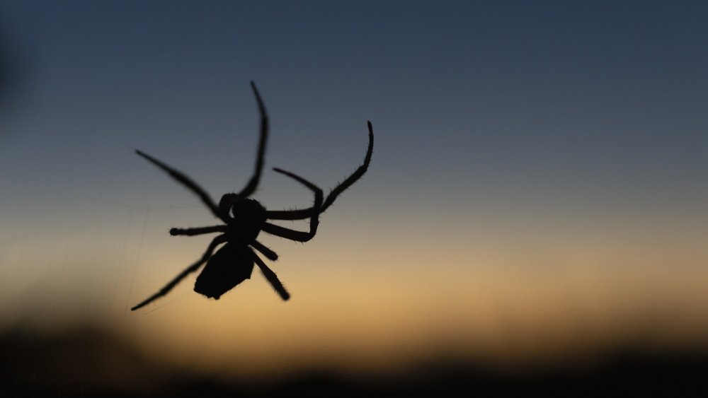 Image de Moins de 15 ans. Les nuits tranquilles sont souvent interrompues par une inquiétude persistante : les araignées nous mordent-elles vraiment pendant notre sommeil ? Cette question, bien que semblant anodine, suscite souvent des débats animés et alimente les craintes nocturnes de nombreuses personnes. En tant qu'amateur de nuits paisibles, je me suis plongé dans le monde fascinant des arachnides pour démêler le vrai du faux et démystifier cette croyance populaire. Premièrement, il est essentiel de comprendre que la plupart des araignées ne sont pas des créatures agressives envers les humains. En réalité, la plupart d'entre elles préfèrent fuir plutôt que de s'engager dans un combat. Les araignées ne voient pas les humains comme des proies, et leurs morsures ne sont généralement pas destinées à nous infliger des dommages. Cependant, il existe certaines exceptions, et il est important de connaître les spécificités de ces arachnides pour éviter les rencontres désagréables. Une des principales espèces d'araignées qui suscite des inquiétudes est la redoutable veuve noire. Cette araignée, reconnaissable à sa couleur noire caractéristique et à la fameuse tache rouge sur son abdomen, possède en effet un venin potentiellement dangereux pour l'homme. Cependant, il est essentiel de noter que les veuves noires ne sont pas naturellement agressives et préfèrent généralement se retirer plutôt que de mordre. Les morsures de veuves noires surviennent généralement lorsque ces araignées se sentent menacées ou coincées. Ainsi, il est peu probable qu'elles mordent un individu endormi, à moins d'être directement dérangées. Pour minimiser le risque de morsure, il est conseillé de prendre des précautions lorsqu'on manipule des objets où ces araignées pourraient se cacher, comme des chaussures négligées ou des vêtements laissés au sol. Une autre espèce souvent pointée du doigt est la redoutable araignée recluse brune, dont la morsure peut entraîner des complications sérieuses. Cependant, ces araignées sont généralement timides et préfèrent rester hors de vue. Elles ne sont pas connues pour se faufiler dans les lits des dormeurs pour les attaquer. Il est crucial de comprendre que la plupart des araignées ne sont pas enclines à attaquer les humains et préfèrent éviter tout contact. Certains mythes entourant les morsures d'araignées pendant le sommeil proviennent probablement de la confusion avec d'autres insectes piqueurs nocturnes, tels que les punaises de lit. Ces petites créatures se nourrissent de sang humain et sont plus susceptibles de s'attaquer aux dormeurs. Il est donc important de faire la distinction entre les morsures d'araignées et celles d'autres insectes pour adopter la meilleure stratégie de prévention. En dépit de ces clarifications, l'idée que les araignées pourraient nous mordre pendant notre sommeil persiste. Il est intéressant de se pencher sur les raisons psychologiques derrière cette crainte répandue. La peur des araignées, appelée arachnophobie, est l'une des phobies les plus courantes dans le monde. Cette aversion peut être exacerbée par des représentations médiatiques sensationnalistes et des histoires exagérées qui alimentent les peurs irrationnelles. L'imaginaire collectif entoure souvent les araignées de mystère et de danger, renforçant ainsi l'idée que même pendant notre sommeil, nous ne sommes pas à l'abri de leurs morsures. Les contes populaires, les films d'horreur et les anecdotes effrayantes contribuent à la construction de cette peur, même si la réalité scientifique prouve le contraire. Comprendre les araignées, leur comportement et leurs habitudes alimentaires peut aider à dissiper ces craintes infondées. En conclusion, la probabilité que les araignées nous mordent pendant notre sommeil est minime. La plupart des arachnides ne considèrent pas les humains comme des proies, et leur préférence naturelle est d'éviter le contact avec nous. Les rares exceptions, telles que les morsures de veuves noires, surviennent généralement dans des circonstances spécifiques et évitables. Il est important de séparer la réalité des mythes entourant les araignées pour favoriser une coexistence pacifique et éclairée avec ces créatures fascinantes. Alors, la prochaine fois que vous vous glisserez sous vos draps, respirez profondément et laissez vos craintes s'envoler, car les araignées ne sont probablement pas en embuscade pour perturber votre sommeil paisible.